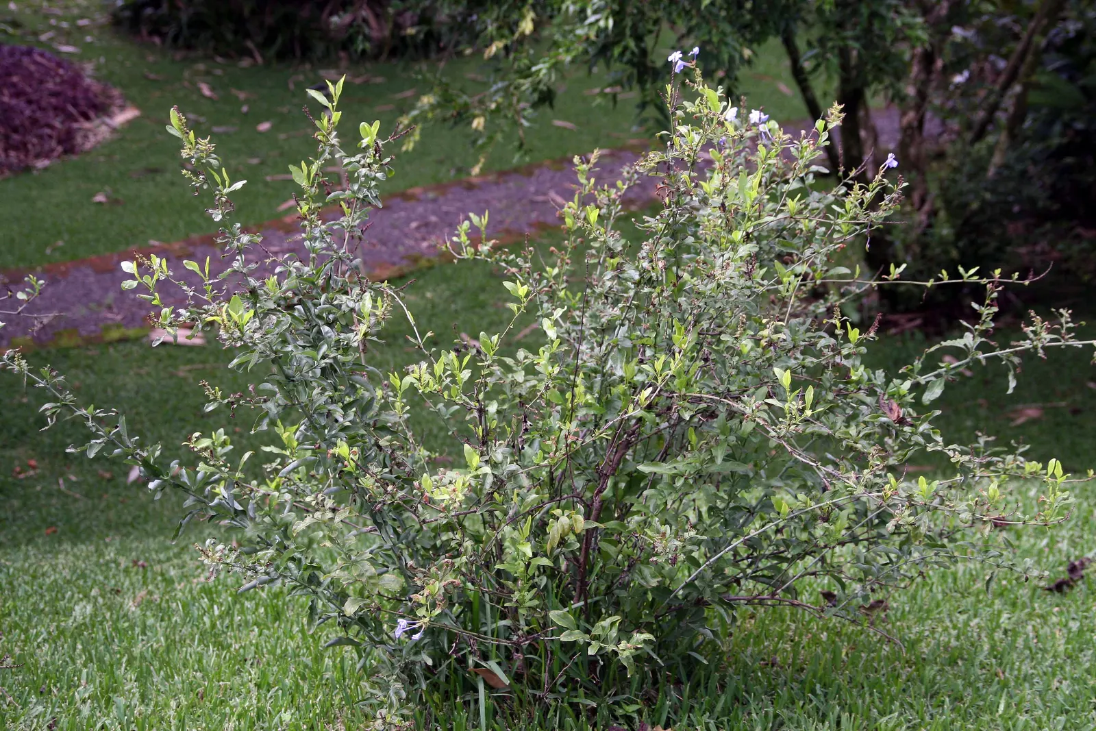 Cape Plumbago (Plumbago Auriculata) — fast grower offers a rambling structure; plumbago auriculata, or Cape Plumbago, is a versatile shrub reaching, image 100
