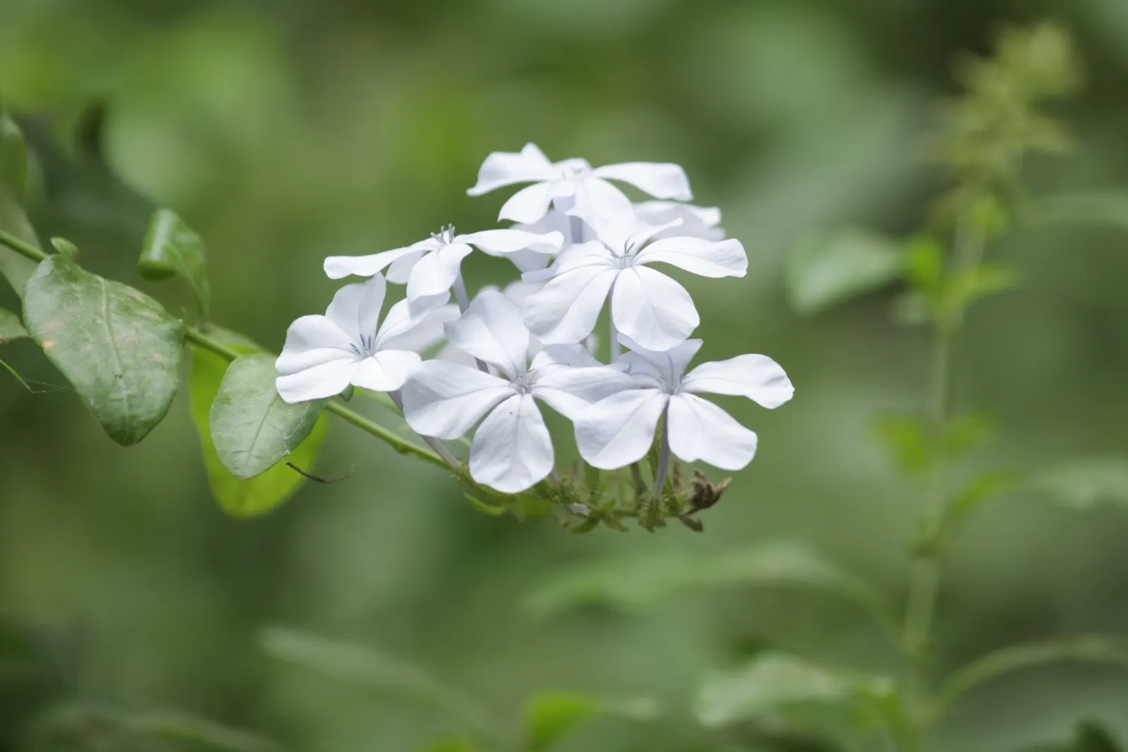 Cape Plumbago (Plumbago Auriculata) — Attracting butterflies and other pollinators; allowing for a flexible use as either a foundation plant, image 91