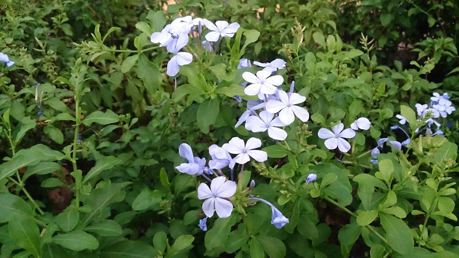 Cape Plumbago (Plumbago Auriculata) — fast grower offers a rambling structure; plumbago auriculata, or Cape Plumbago, is a versatile shrub reaching, image 76