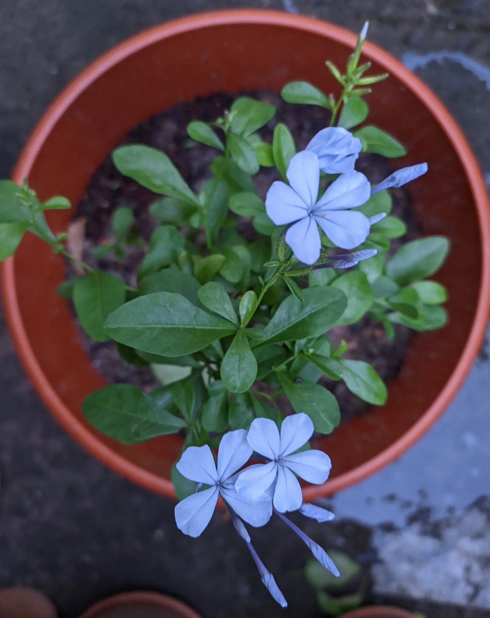 Cape Plumbago (Plumbago Auriculata) — allowing for a flexible use as either a foundation plant; attracting butterflies and other pollinators, image 106