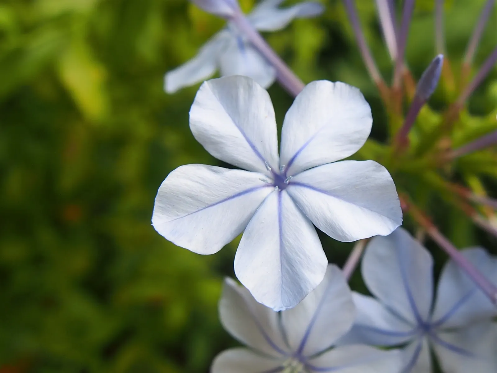 Cape Plumbago (Plumbago Auriculata) — they add not only visual interest but also aid in the ecological health of the garden; which bloom profusely, image 92