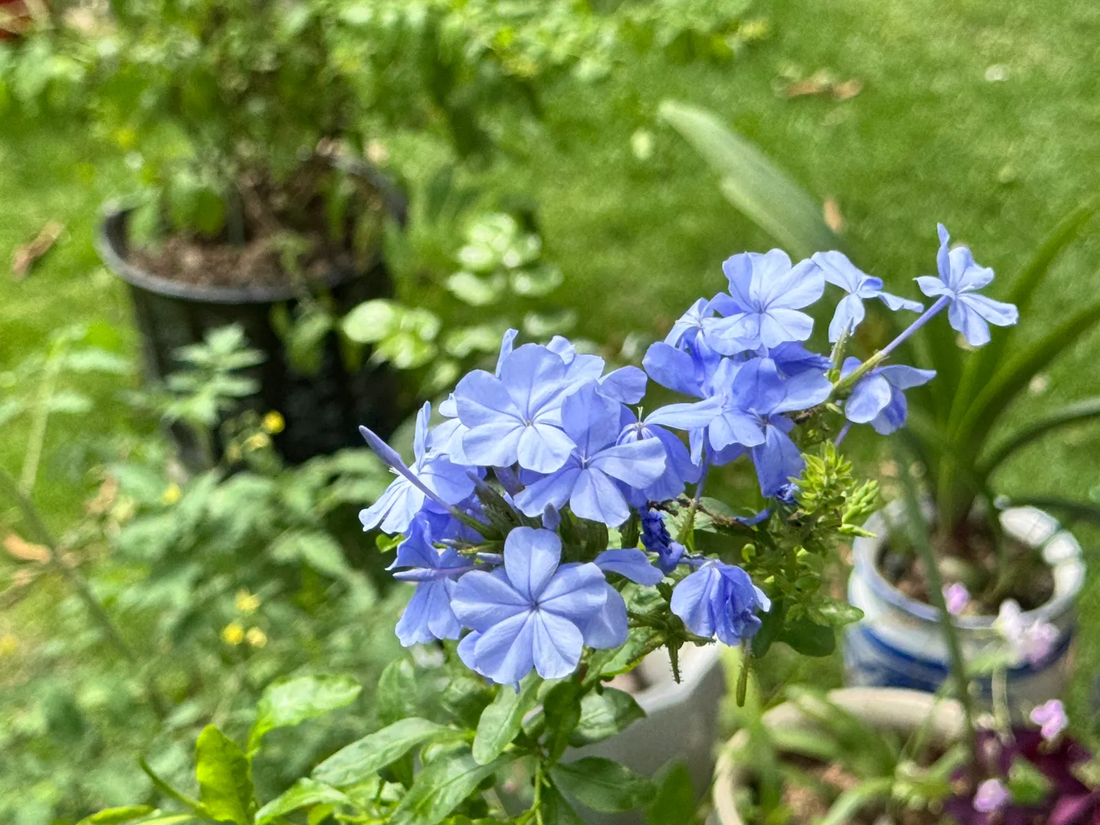 Cape Plumbago (Plumbago Auriculata) — which bloom profusely from spring to fall; they add not only visual interest but also aid in the ecological, image 113