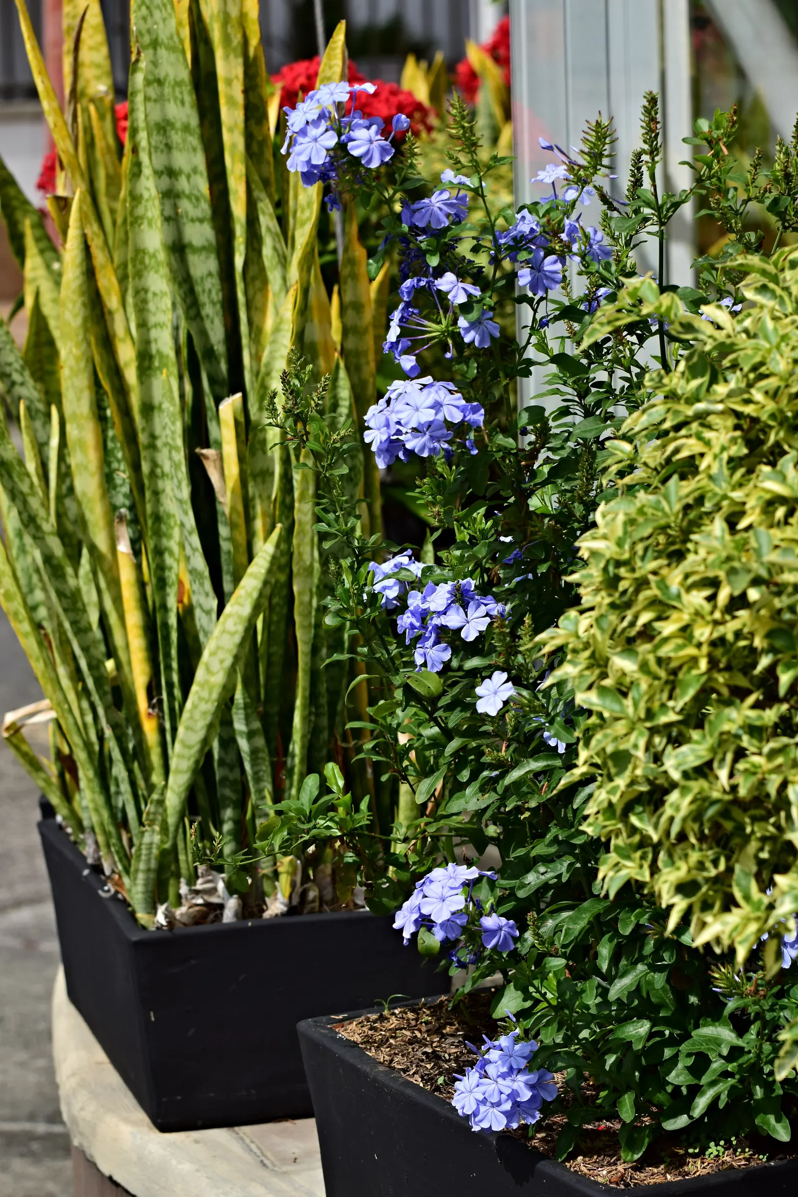 Cape Plumbago (Plumbago Auriculata) — shrub for full or half; it is also an excellent choice for providing quick coverage or for hiding unsightly, image 120