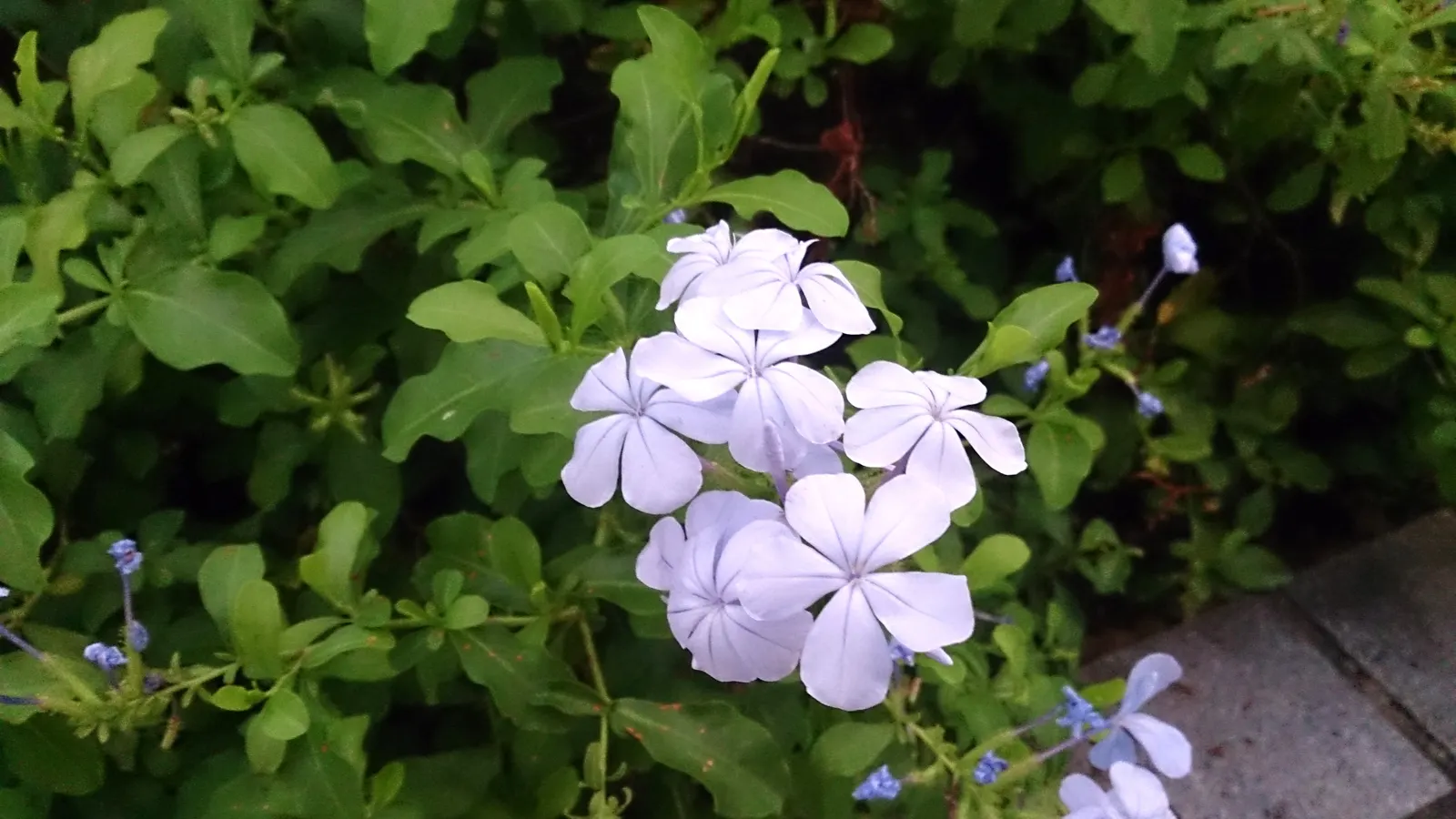 Cape Plumbago (Plumbago Auriculata) — and is known for attracting butterflies and other pollinators; ideally in the late winter or early spring, image 78