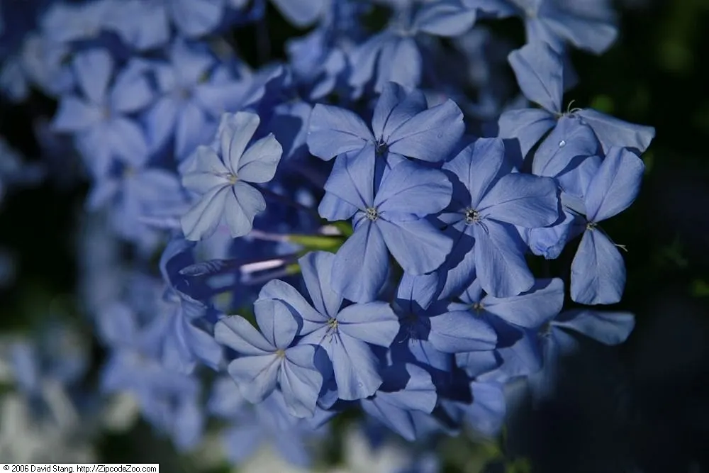 Cape Plumbago (Plumbago Auriculata) — will maintain its shape and encourage denser growth.<br><br>Its phlox-like flowers; it requires regular, image 88