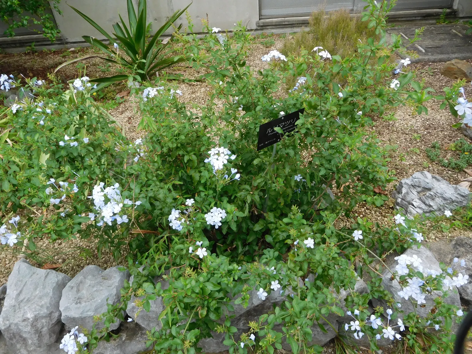Cape Plumbago (Plumbago Auriculata) — it is also an excellent choice for providing quick coverage or for hiding unsightly areas; shrub for full or, image 69