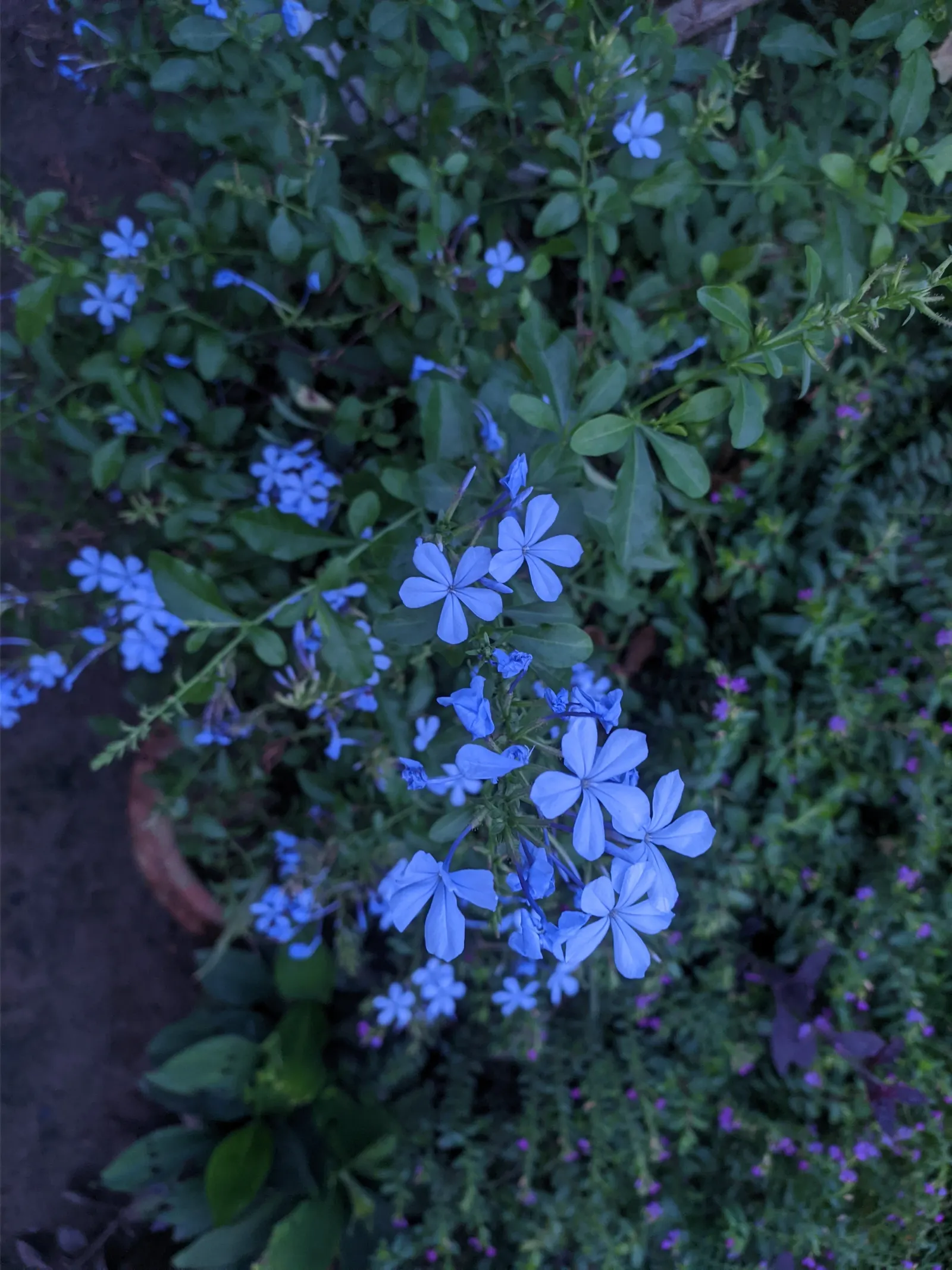 Cape Plumbago (Plumbago Auriculata) — perfect for hedges or as a climber on trellises; also recognized as the sky flower, image 125