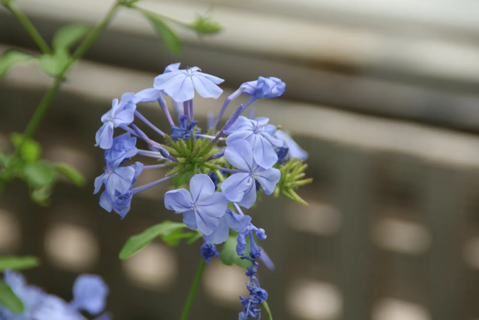 Cape Plumbago (Plumbago Auriculata) — including sandy and loamy soils; presents an enchanting addition to any landscape design with its vibrant, image 108