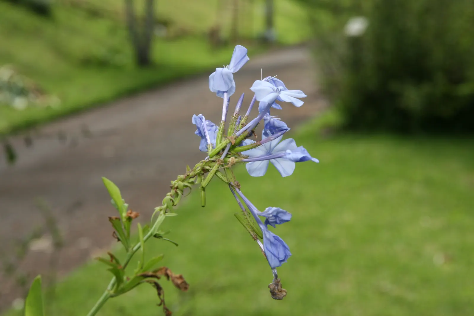 Cape Plumbago (Plumbago Auriculata) — Cape Plumbago (Plumbago auriculata); blue flowers in the garden, image 79