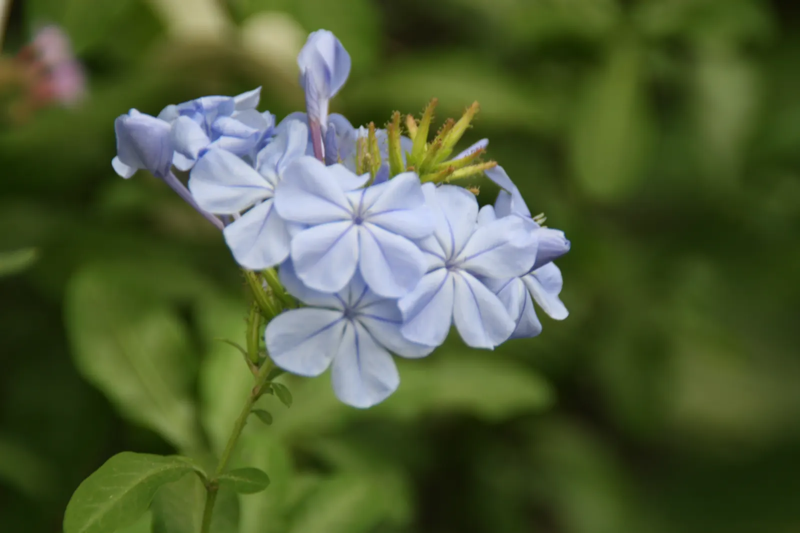 Cape Plumbago (Plumbago Auriculata) — presents an enchanting addition to any landscape design with its vibrant blue blossoms and lush foliage, image 105
