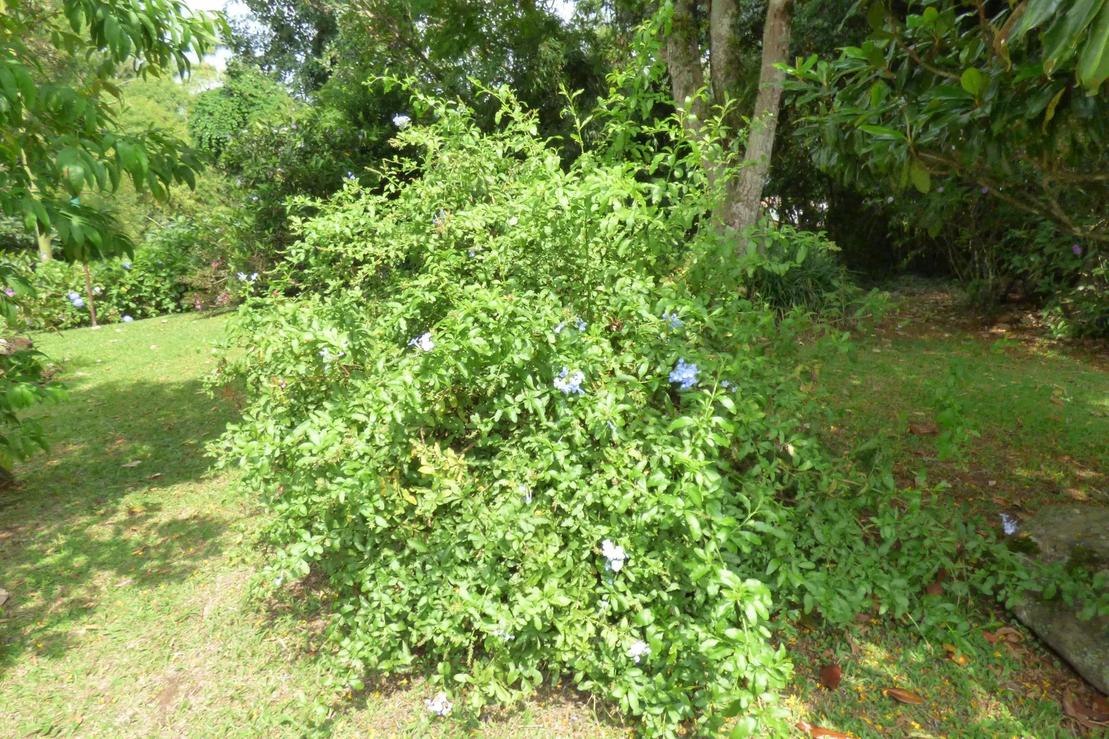 Cape Plumbago (Plumbago Auriculata) — Cape Plumbago (Plumbago auriculata); blue flowers in the garden, image 127