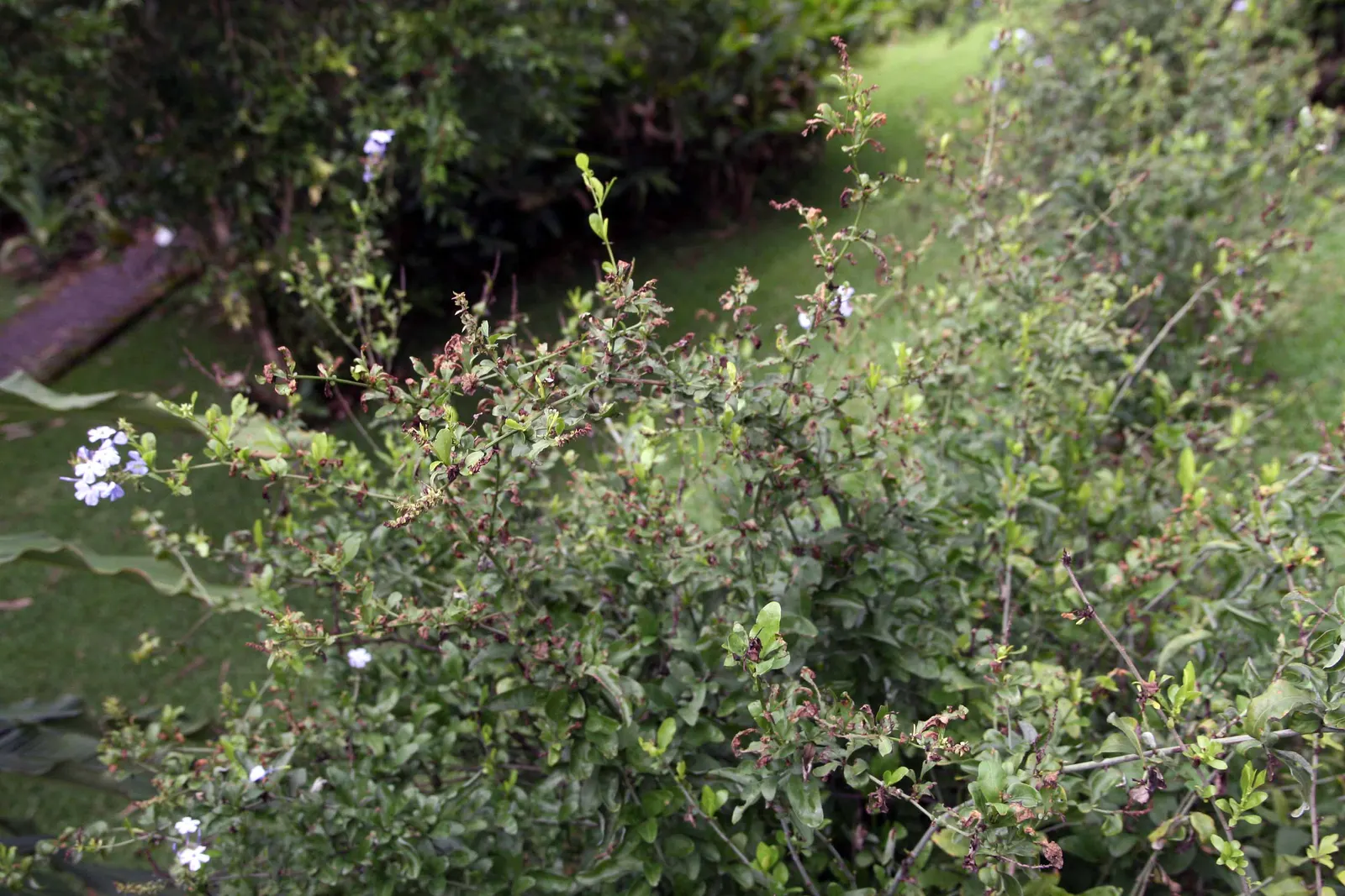 Cape Plumbago (Plumbago Auriculata) — including sandy and loamy soils; presents an enchanting addition to any landscape design with its vibrant, image 84