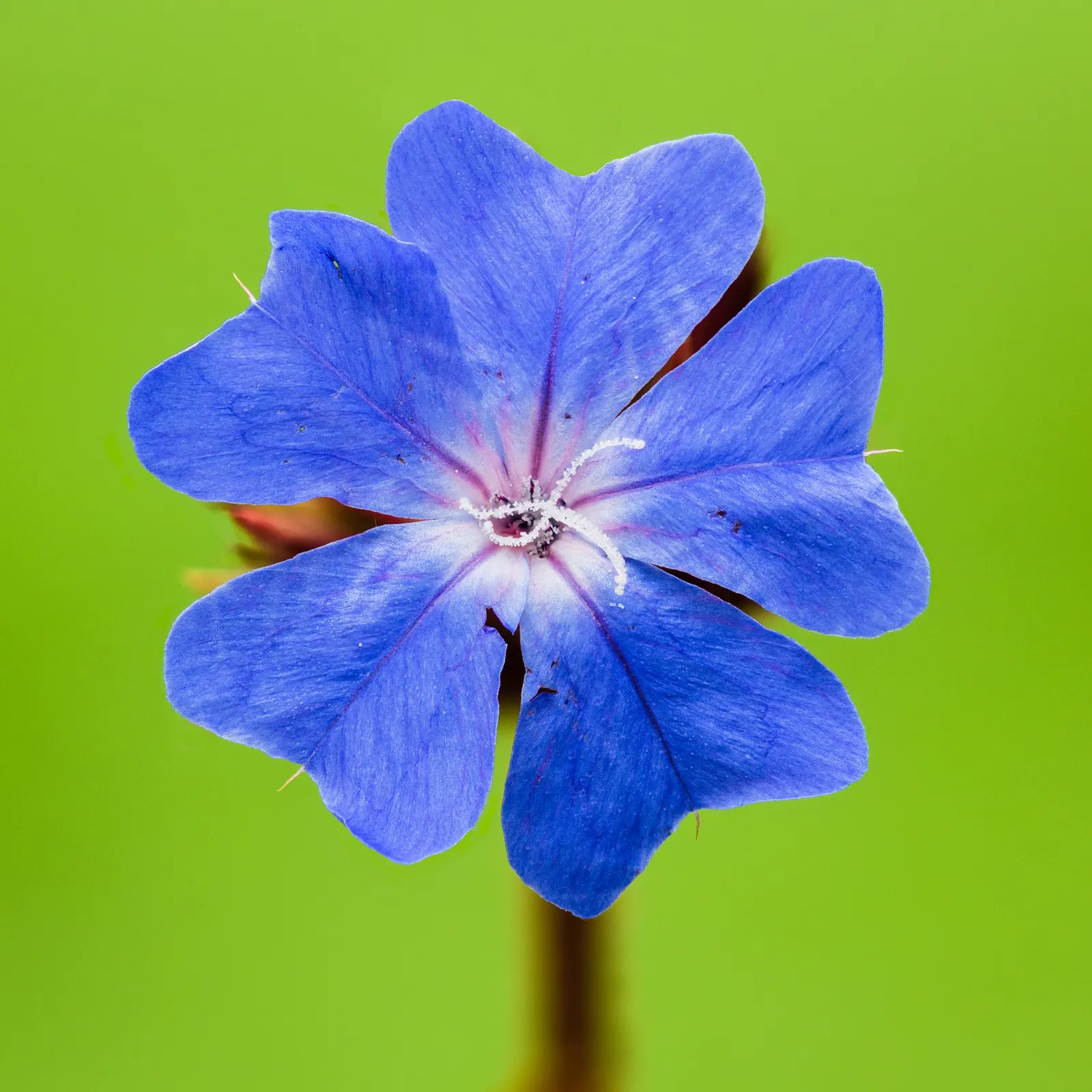 Cape Plumbago (Plumbago Auriculata) — shrub for full or half; it is also an excellent choice for providing quick coverage or for hiding unsightly, image 72