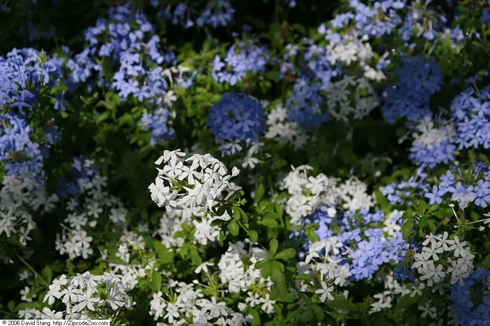 Cape Plumbago (Plumbago Auriculata) — it requires regular watering; will maintain its shape and encourage denser growth.<br><br>Its phlox-like, image 85