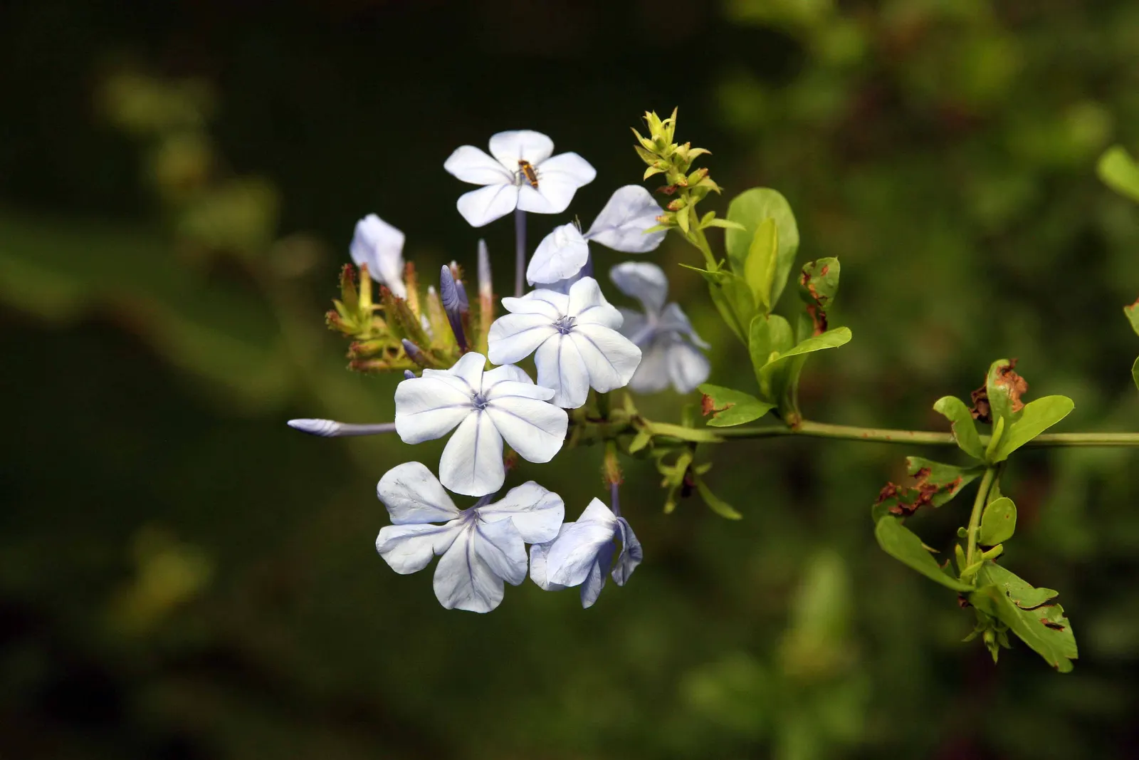 Cape Plumbago (Plumbago Auriculata) — perfect for hedges or as a climber on trellises; also recognized as the sky flower, image 101