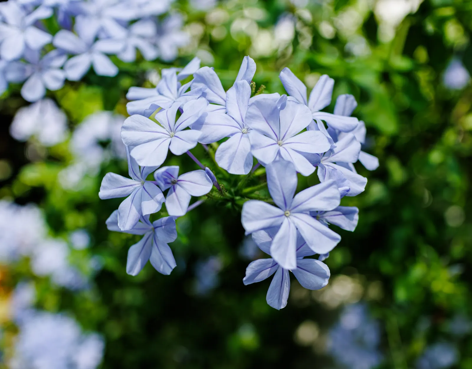 Cape Plumbago (Plumbago Auriculata) — shrub for full or half; it is also an excellent choice for providing quick coverage or for hiding unsightly, image 96