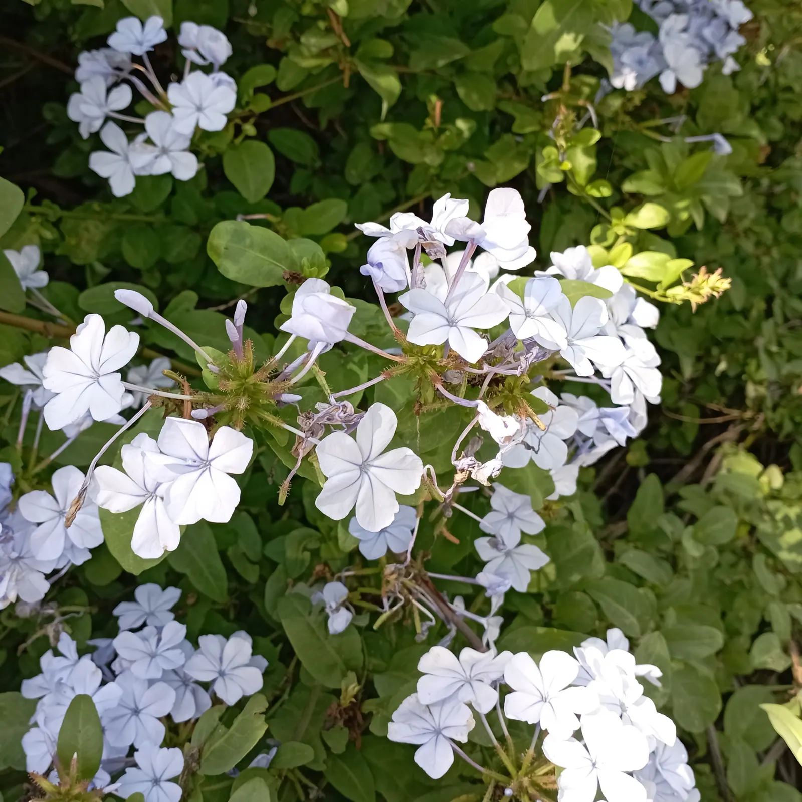 Cape Plumbago (Plumbago Auriculata) — Hardy in USDA zones 9-11, it enjoys full sun to partial shade, and requires moderate watering; offer a true, image 75