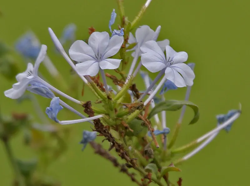Cape Plumbago (Plumbago Auriculata) — blue flowers in the garden; cape Plumbago (Plumbago auriculata), image 70