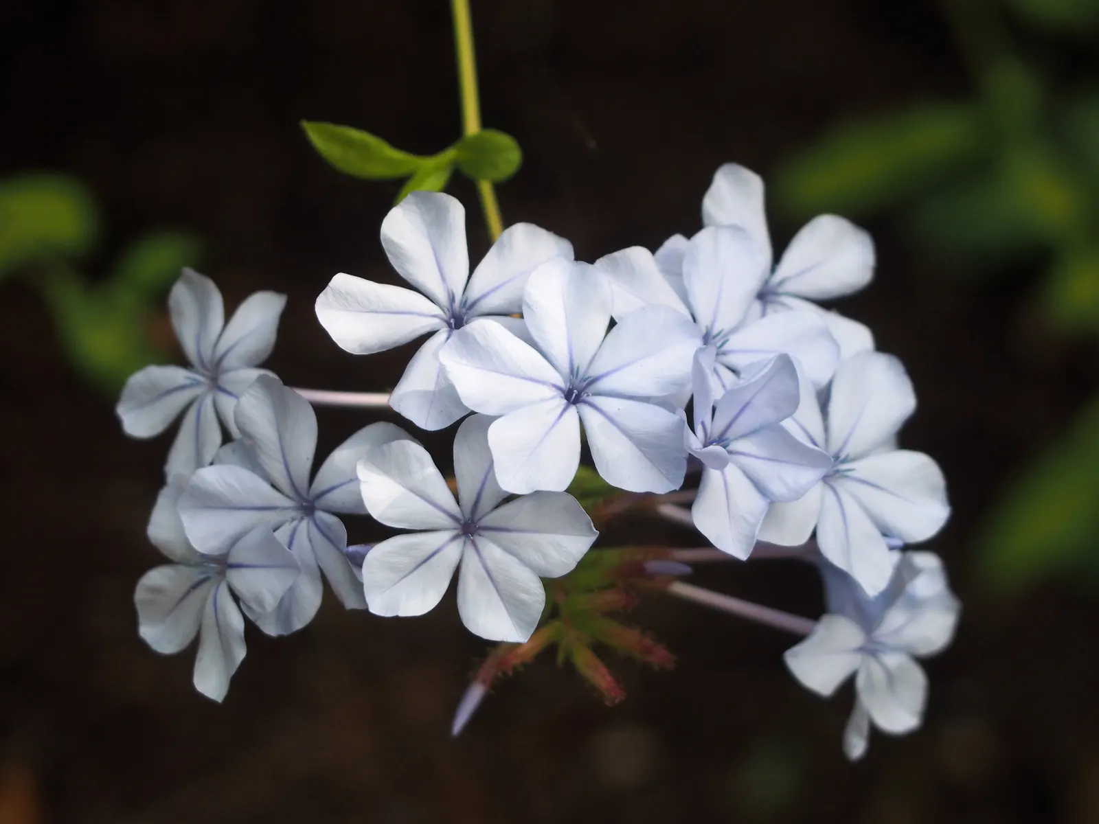 Cape Plumbago (Plumbago Auriculata) — Though it tolerates a variety of soil conditions; it showcases sky-blue flowers nearly year-round in warm, image 107