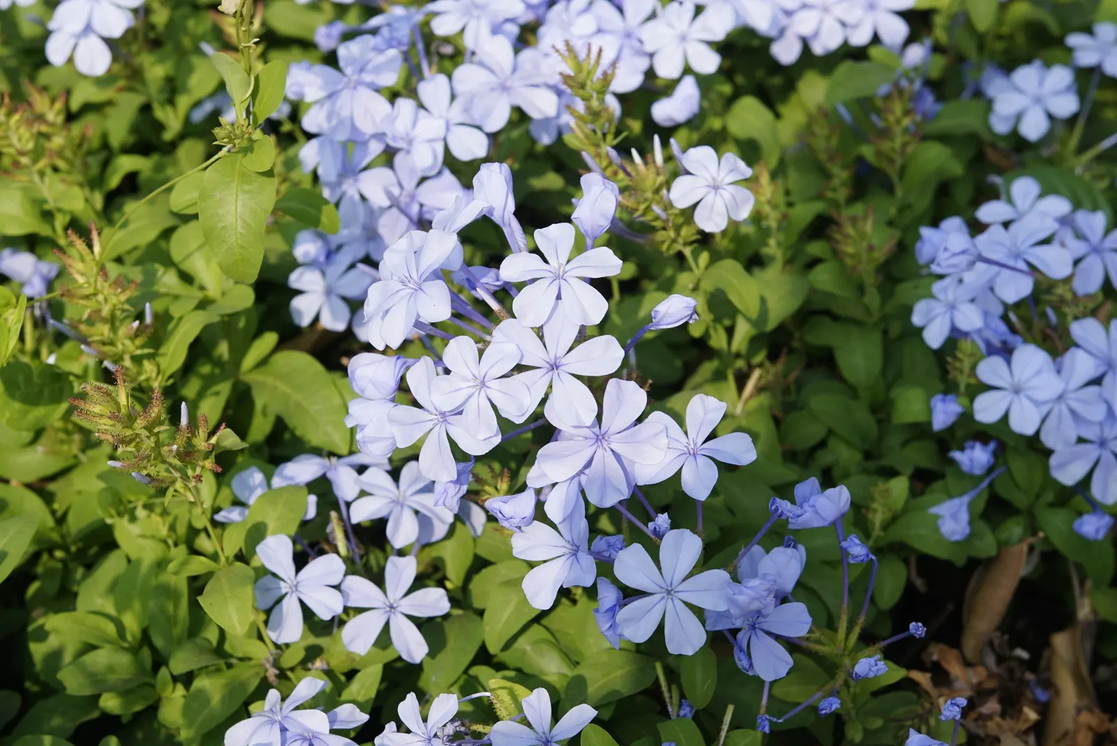 Cape Plumbago (Plumbago Auriculata) — which bloom profusely from spring to fall; they add not only visual interest but also aid in the ecological, image 65