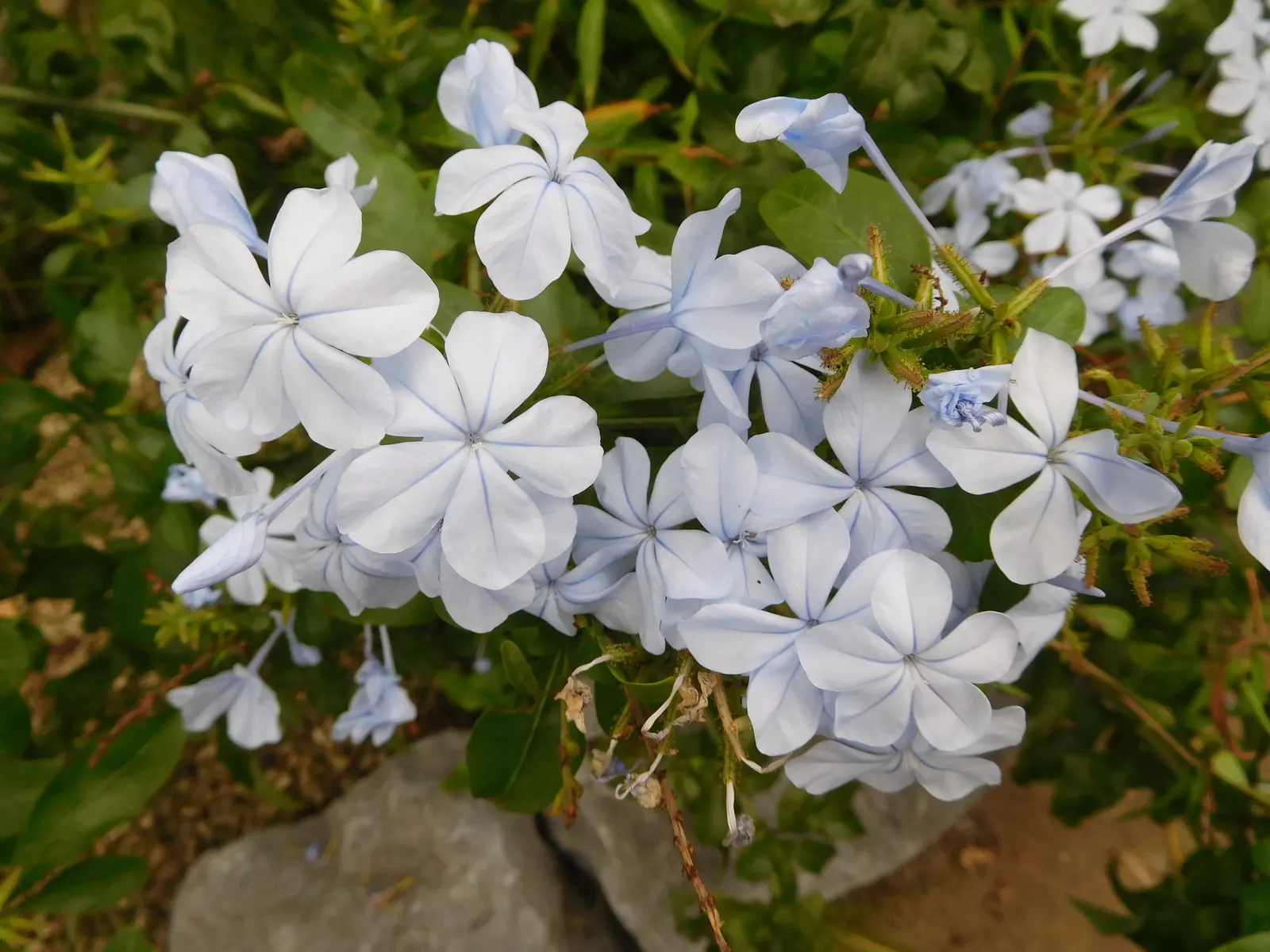 Cape Plumbago (Plumbago Auriculata) — shrub with blue blooms; particularly during prolonged dry spells, image 71
