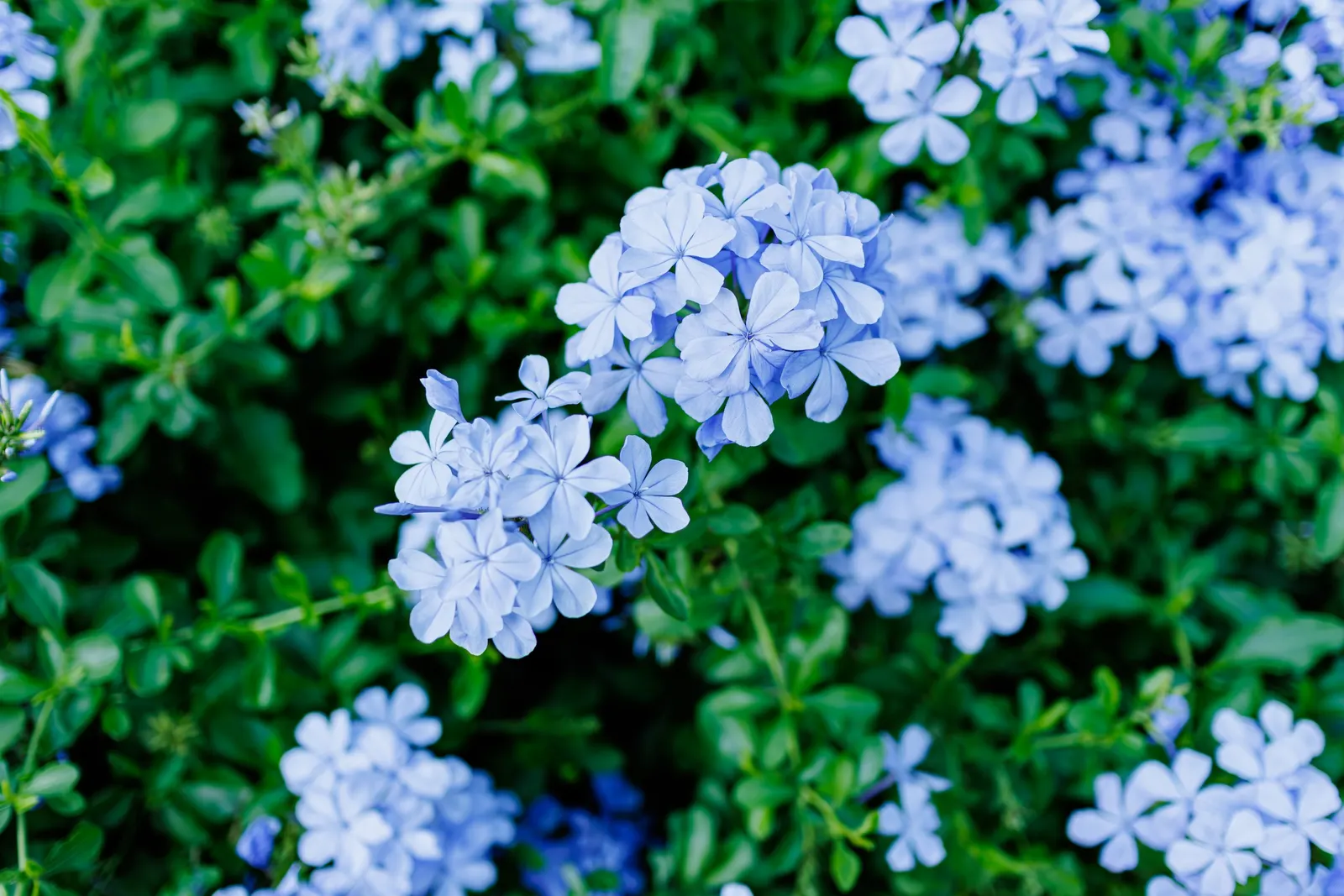 Cape Plumbago (Plumbago Auriculata) — particularly during prolonged dry spells; shrub with blue blooms, image 110