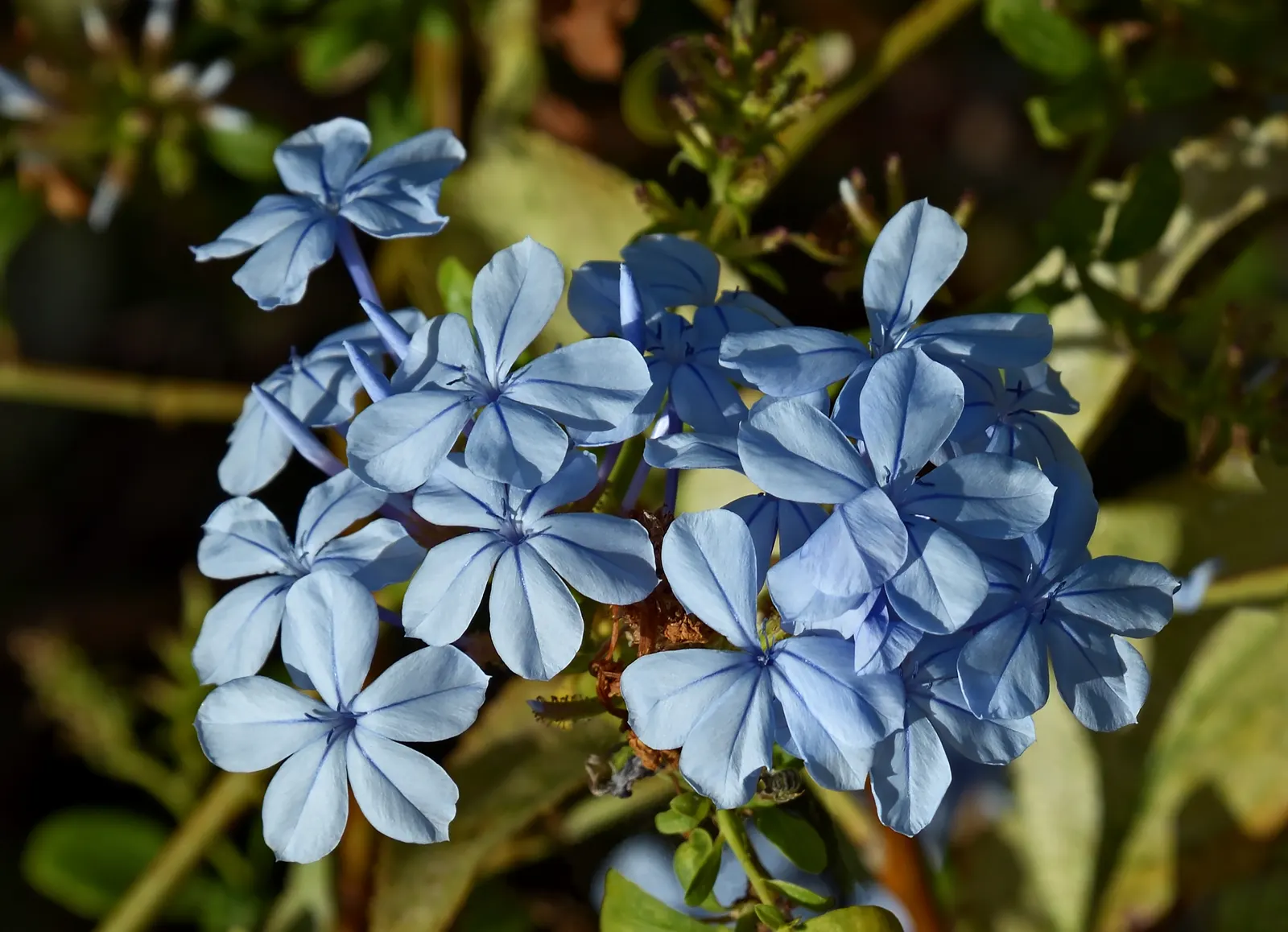 Cape Plumbago (Plumbago Auriculata) — they add not only visual interest but also aid in the ecological health of the garden; which bloom profusely, image 68