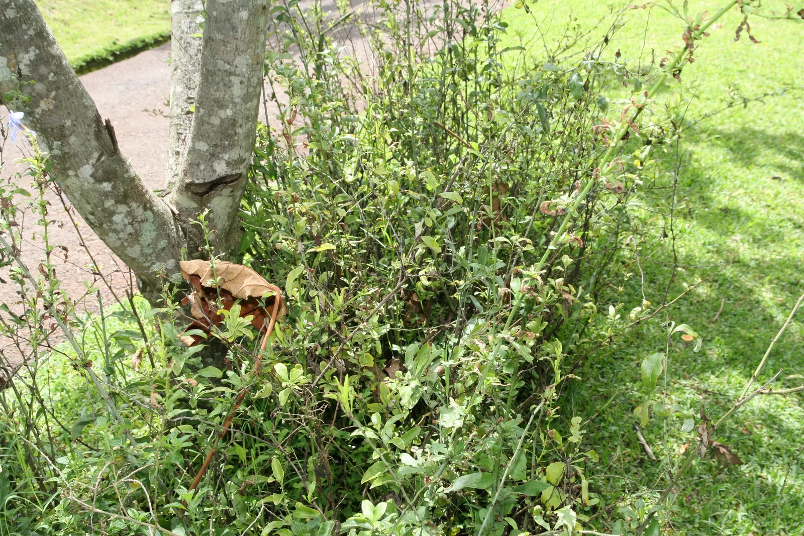 Cape Plumbago (Plumbago Auriculata) — allowing for a flexible use as either a foundation plant; attracting butterflies and other pollinators, image 82