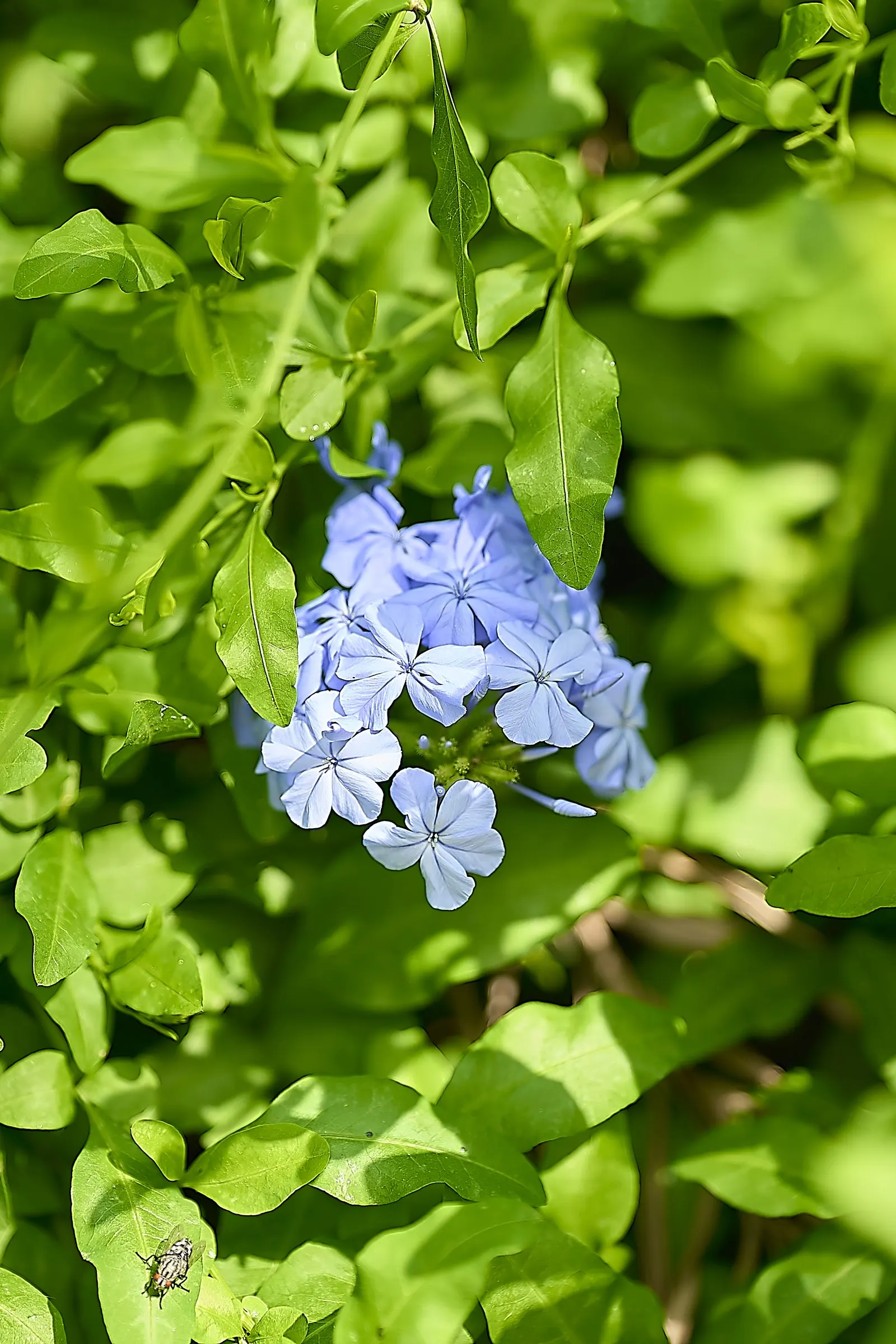 Cape Plumbago (Plumbago Auriculata) — ideally in the late winter or early spring; and is known for attracting butterflies and other pollinators, image 111