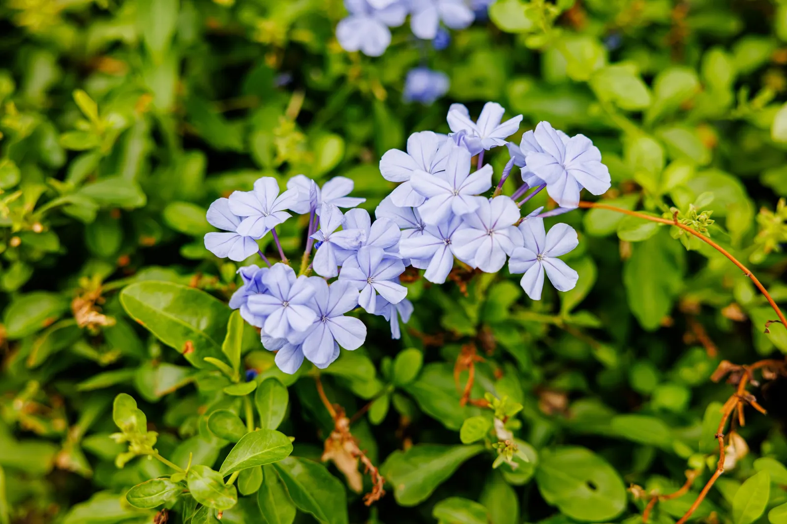 Cape Plumbago (Plumbago Auriculata) — also recognized as the sky flower; perfect for hedges or as a climber on trellises, image 80
