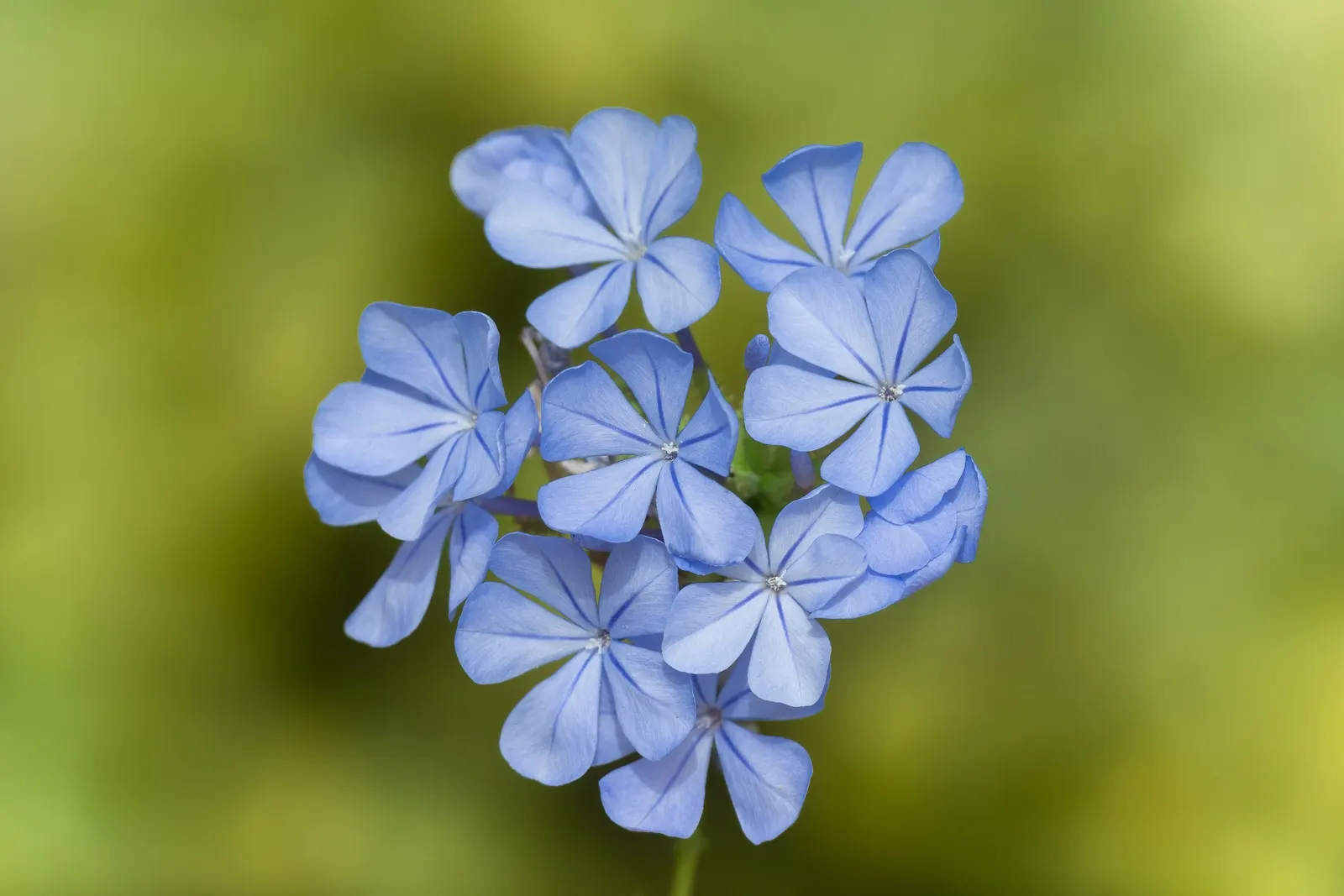 Cape Plumbago (Plumbago Auriculata) — ideally in the late winter or early spring; and is known for attracting butterflies and other pollinators, image 63