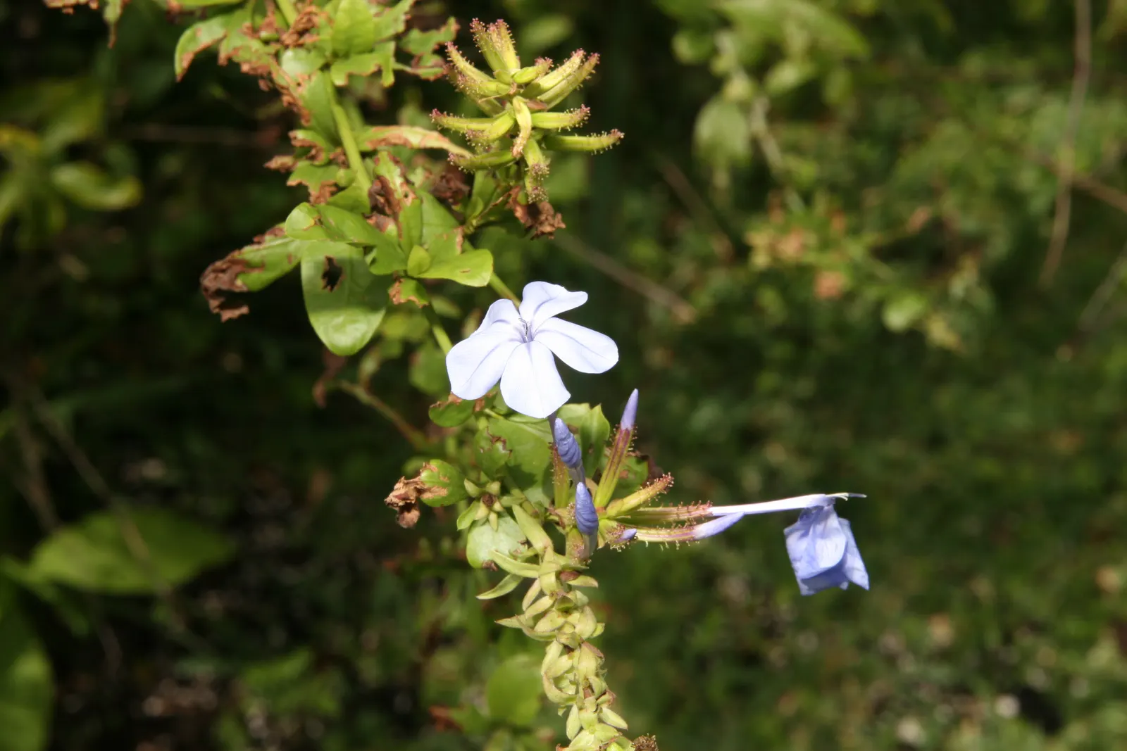Cape Plumbago (Plumbago Auriculata) — shrub with blue blooms; particularly during prolonged dry spells, image 119