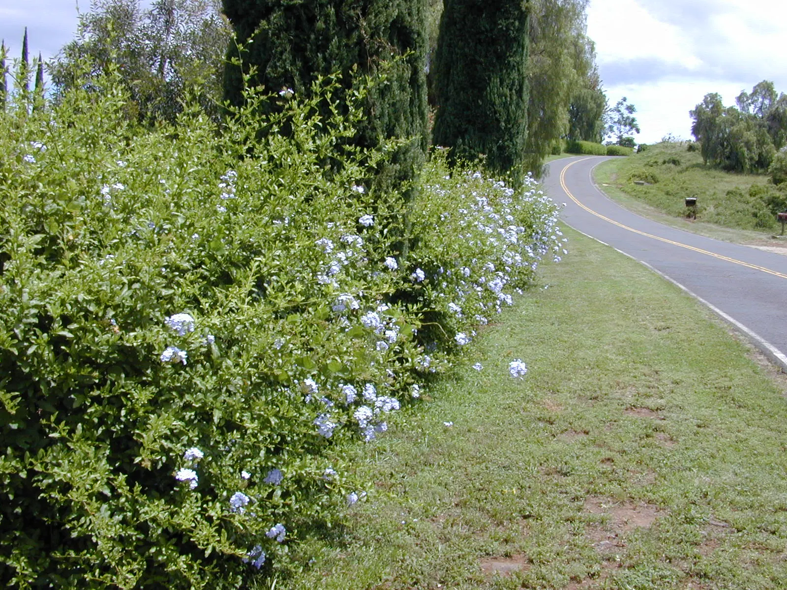 Cape Plumbago (Plumbago Auriculata) — Plumbago auriculata, or Cape Plumbago, is a versatile shrub reaching 5-6 feet in height and equally wide, image 49