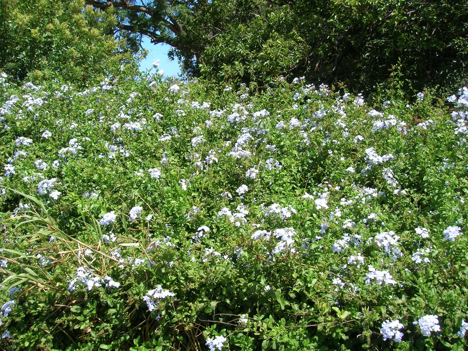 Cape Plumbago (Plumbago Auriculata) — and is known for attracting butterflies and other pollinators; ideally in the late winter or early spring, image 54