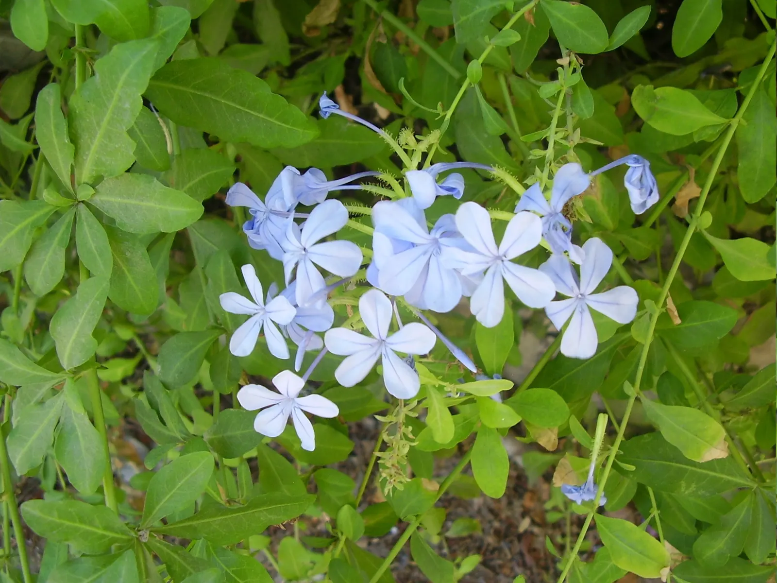 Cape Plumbago (Plumbago Auriculata) — they add not only visual interest but also aid in the ecological health of the garden; which bloom profusely, image 116