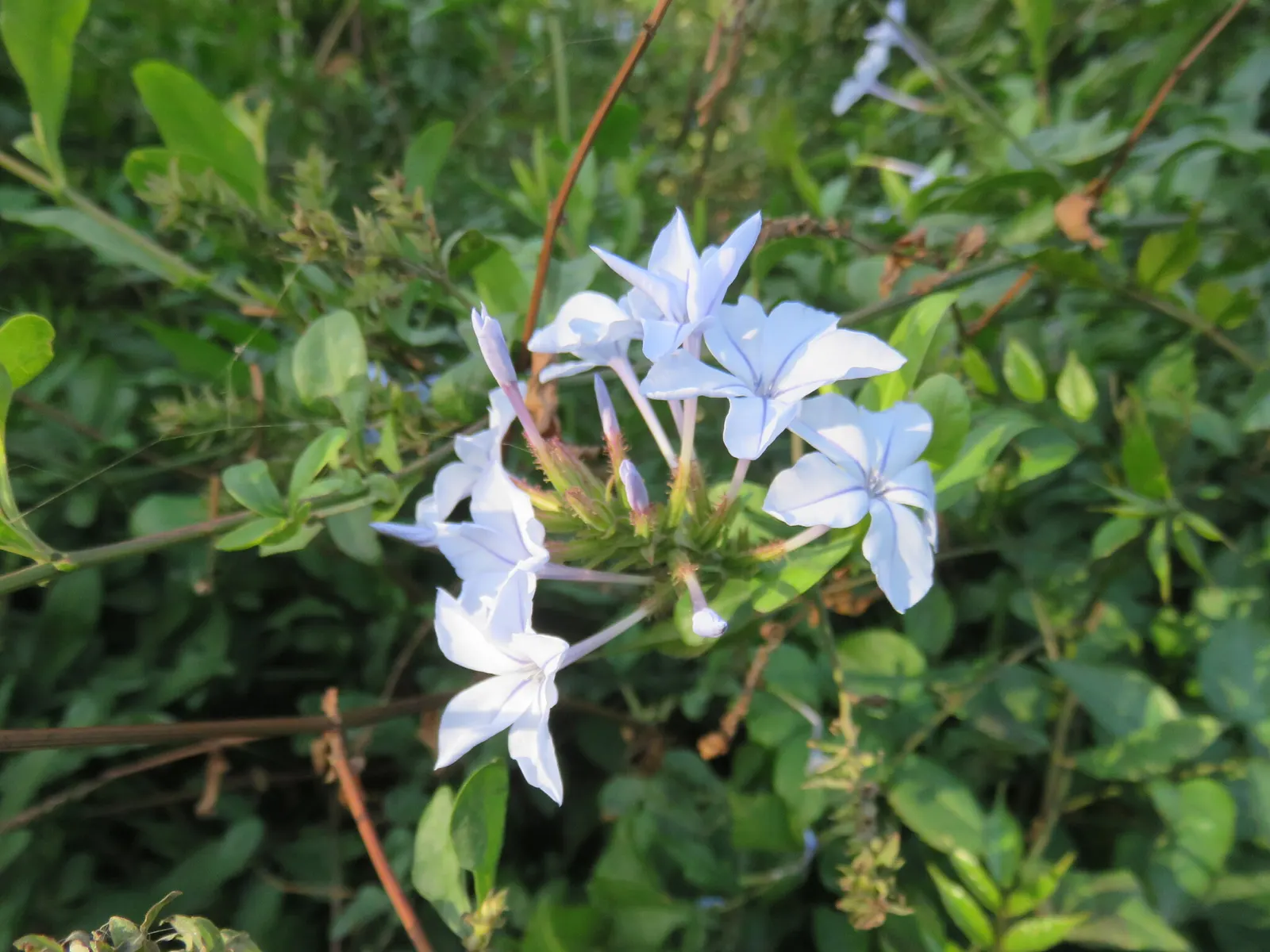 Cape Plumbago (Plumbago Auriculata) — It showcases sky-blue flowers nearly year-round in warm regions; though it tolerates a variety of soil conditions