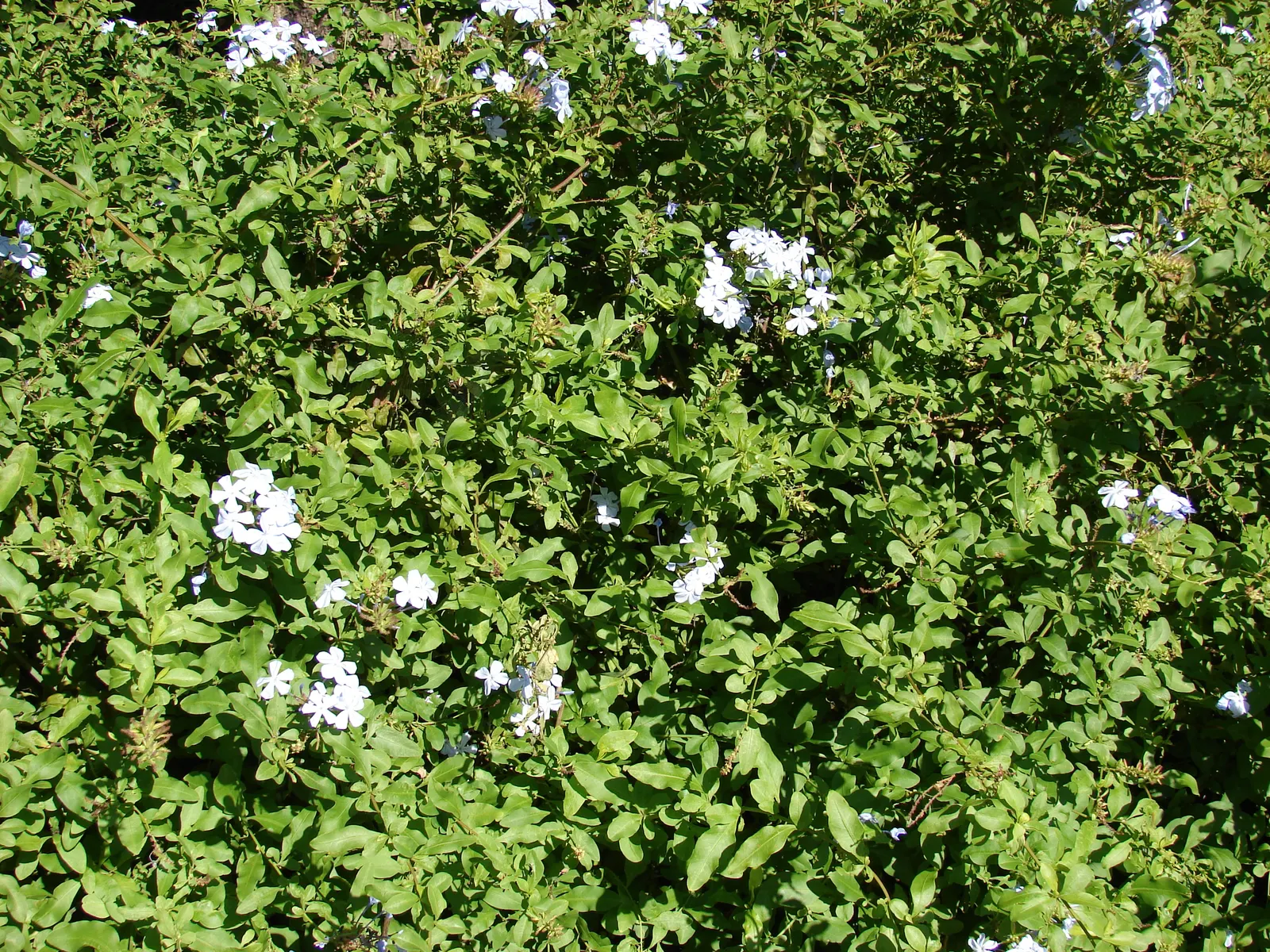 Cape Plumbago (Plumbago Auriculata) — shrub for full or half; it is also an excellent choice for providing quick coverage or for hiding unsightly areas