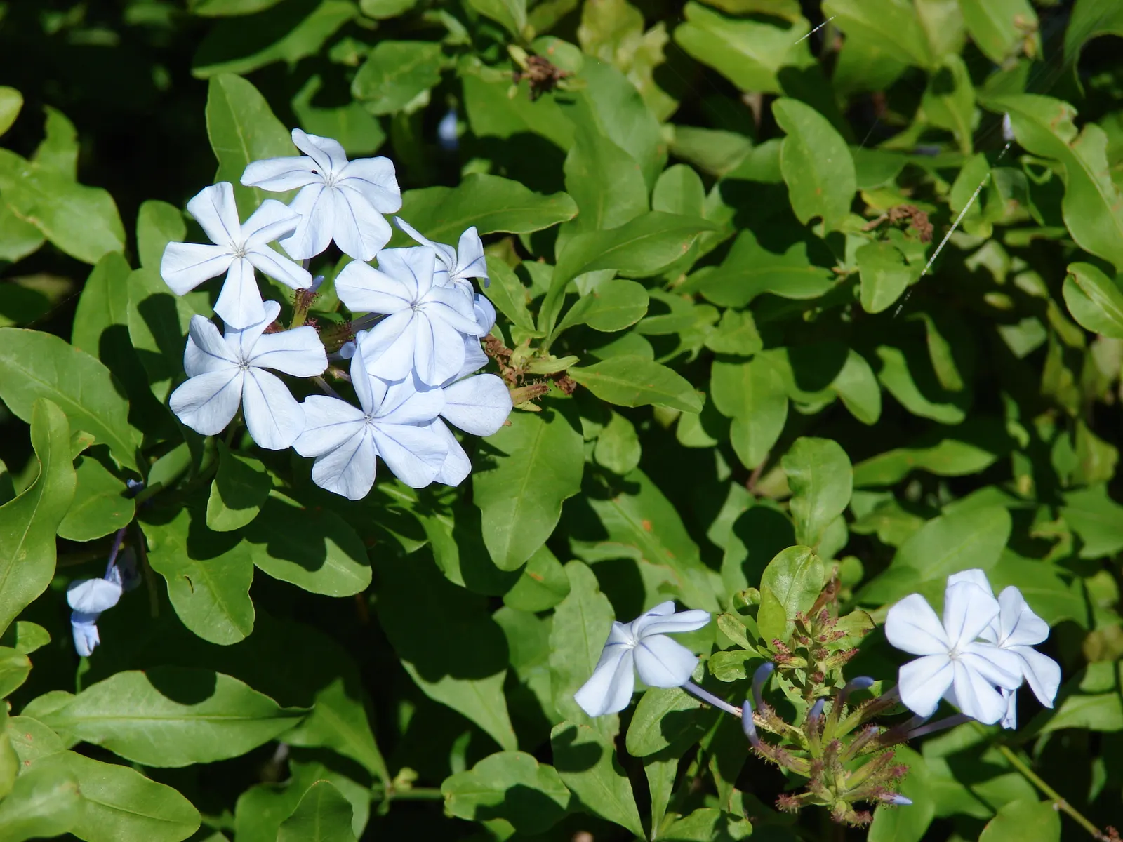 Cape Plumbago (Plumbago Auriculata) — they add not only visual interest but also aid in the ecological health of the garden; which bloom profusely from spring