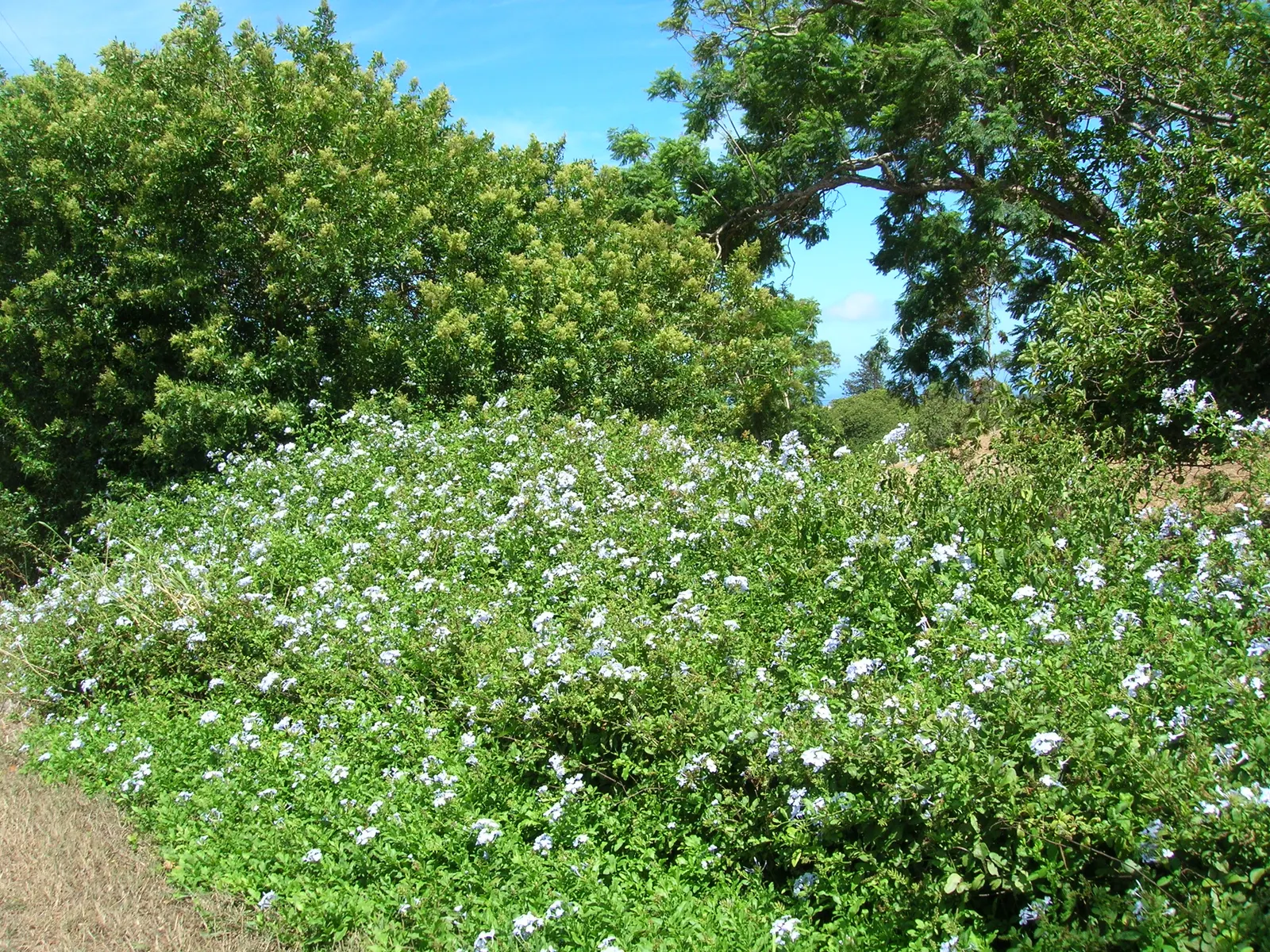 Cape Plumbago (Plumbago Auriculata) — fast grower offers a rambling structure; plumbago auriculata, or Cape Plumbago, is a versatile shrub reaching, image 52