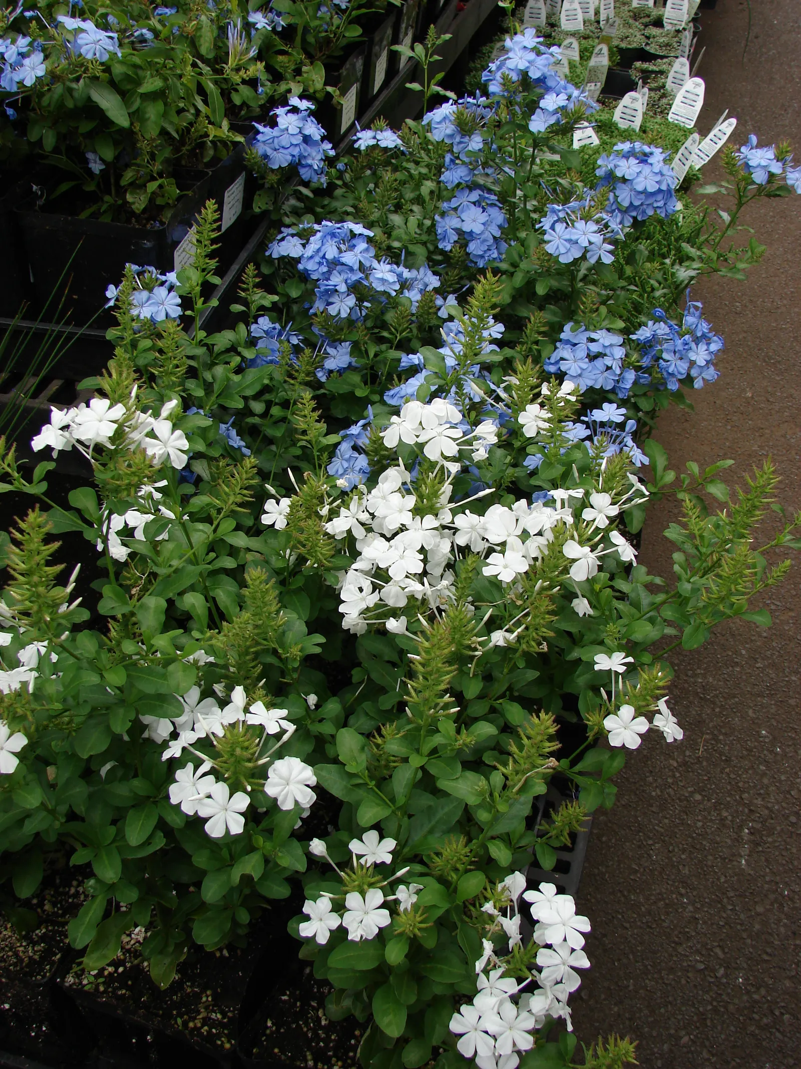Cape Plumbago (Plumbago Auriculata) — blue flowers in the garden; cape Plumbago (Plumbago auriculata), image 94