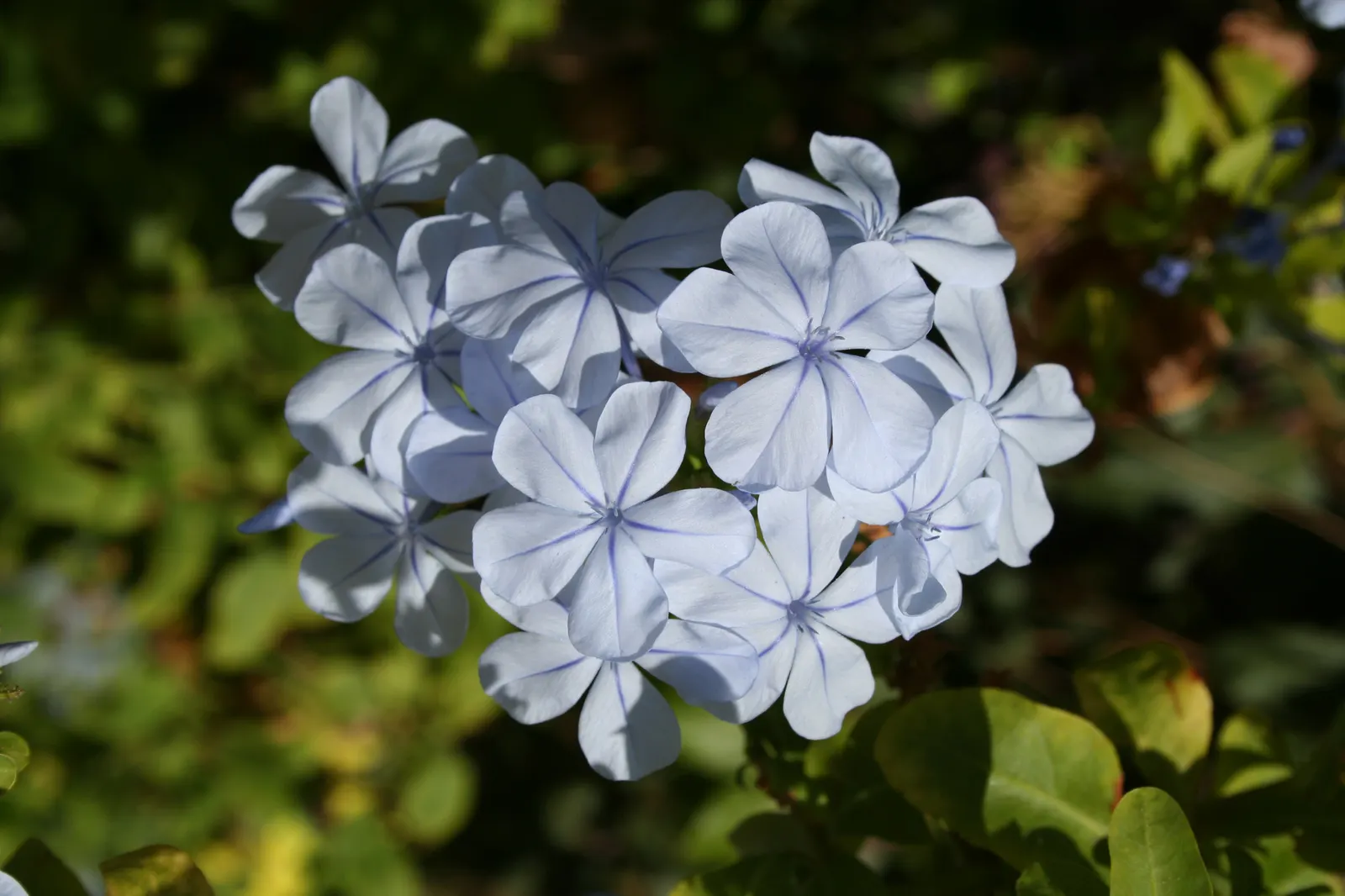 Cape Plumbago (Plumbago Auriculata) — will maintain its shape and encourage denser growth.<br><br>Its phlox-like flowers; it requires regular, image 112