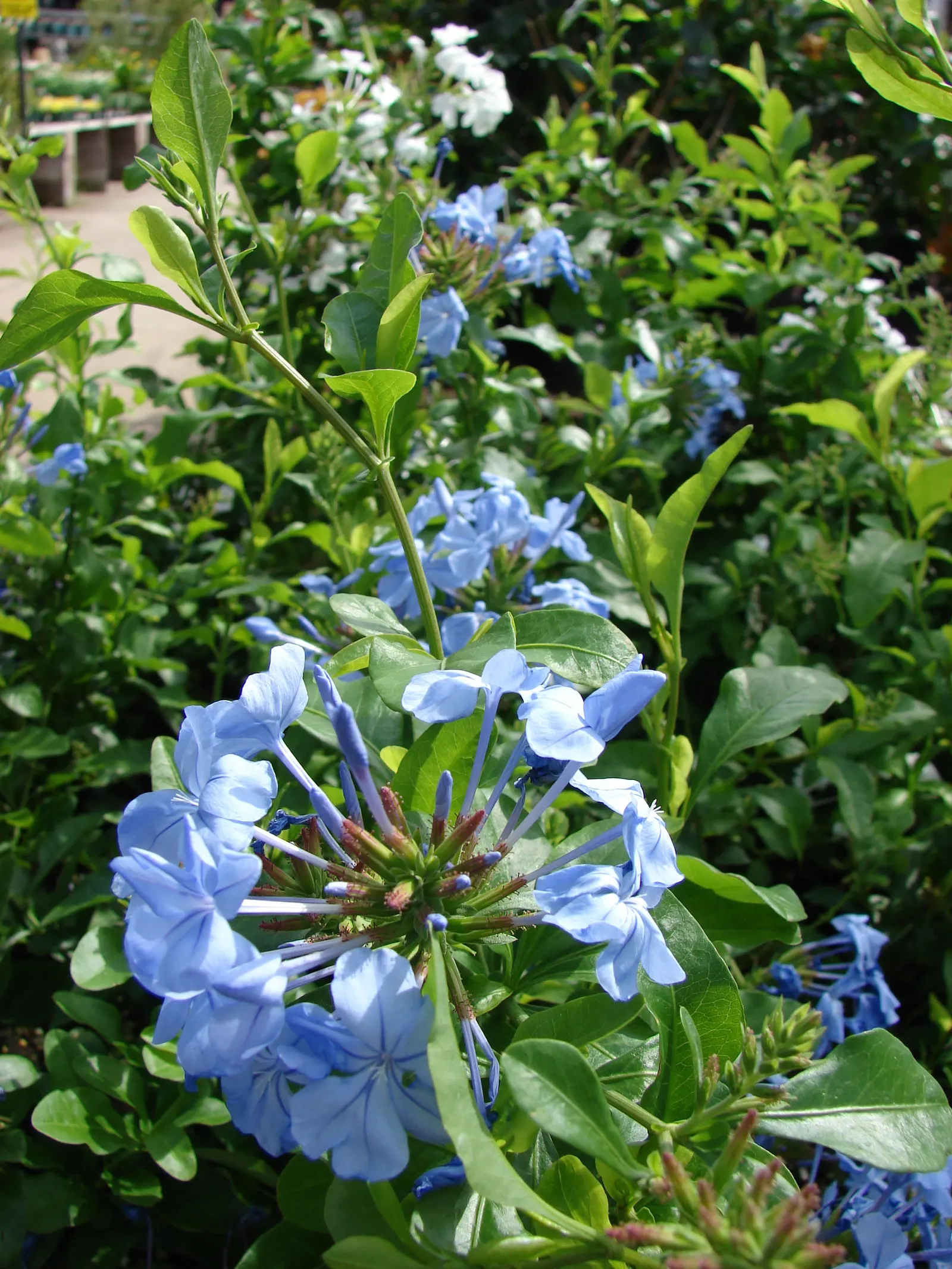 Cape Plumbago (Plumbago Auriculata) — it requires regular watering; will maintain its shape and encourage denser growth.<br><br>Its phlox-like flowers