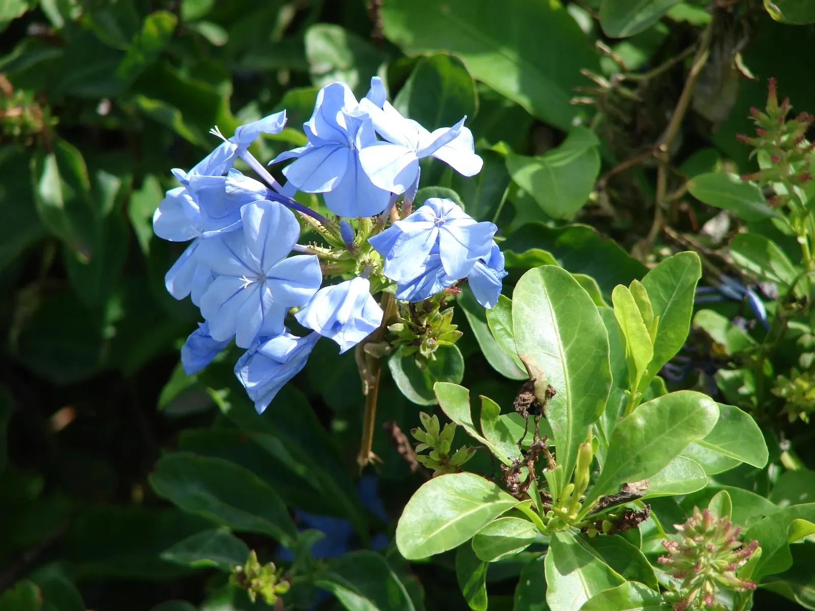 Cape Plumbago (Plumbago Auriculata) — particularly during prolonged dry spells; shrub with blue blooms, image 62