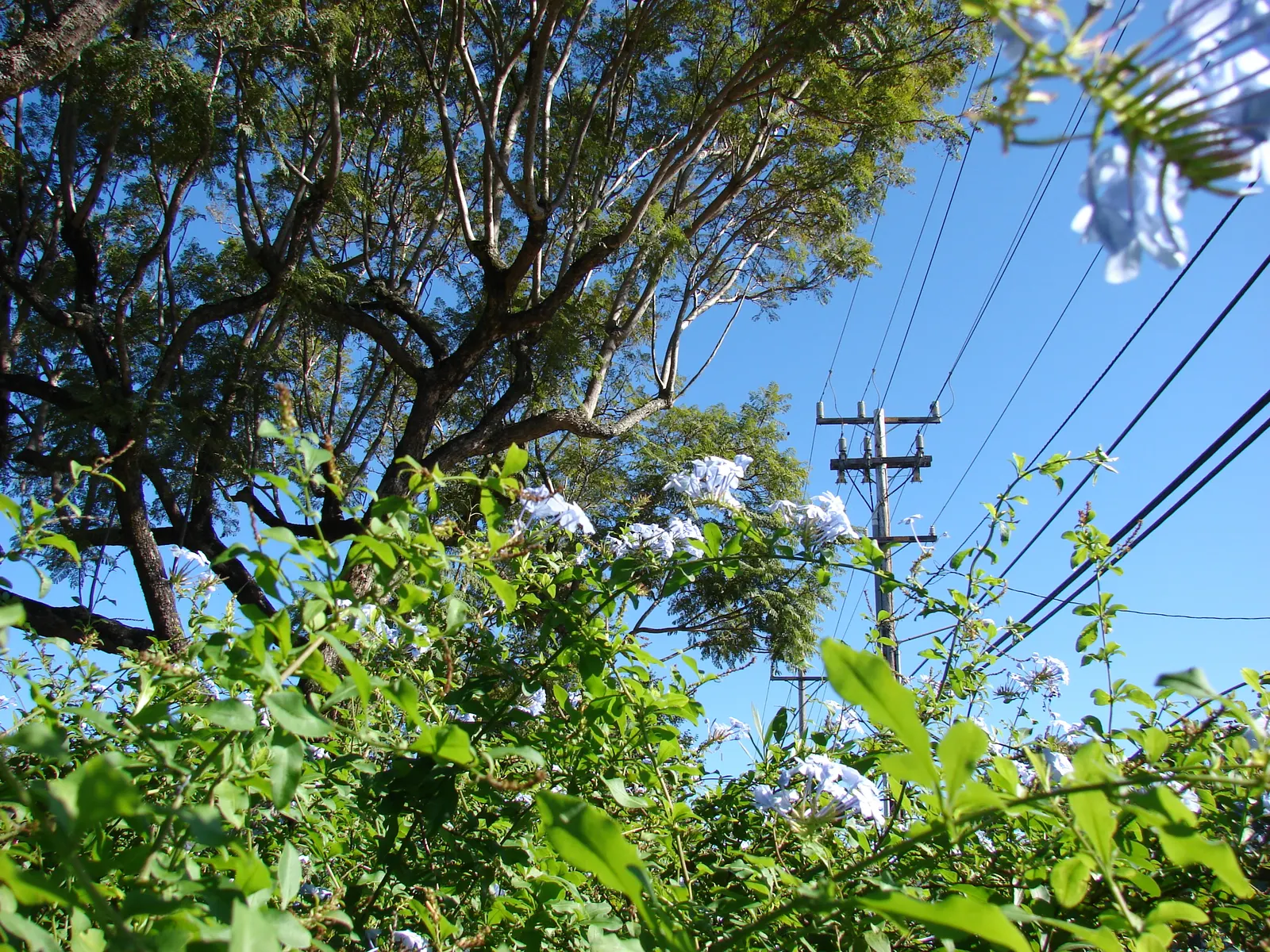Cape Plumbago (Plumbago Auriculata) — It showcases sky-blue flowers nearly year-round in warm regions; though it tolerates a variety of soil, image 50