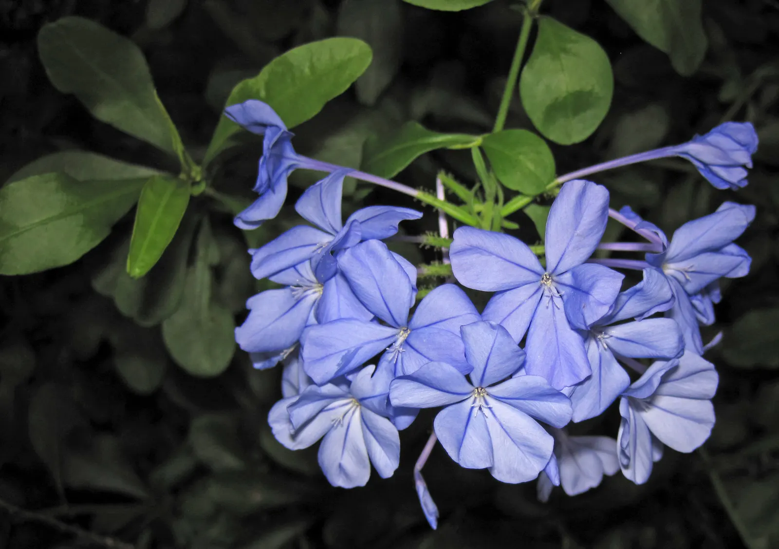 Cape Plumbago (Plumbago Auriculata) — Attracting butterflies and other pollinators; allowing for a flexible use as either a foundation plant