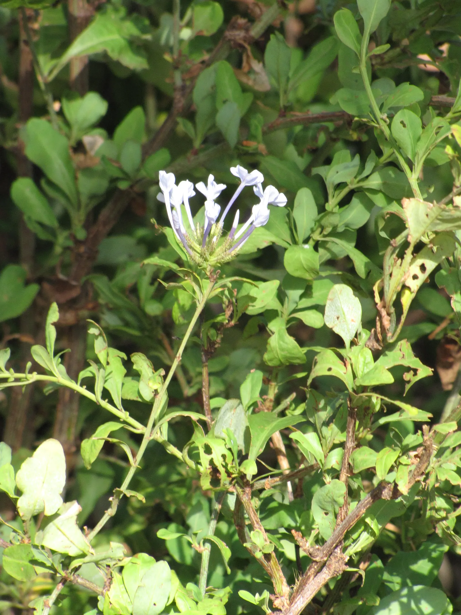 Cape Plumbago (Plumbago Auriculata) — Cape Plumbago (Plumbago auriculata); blue flowers in the garden