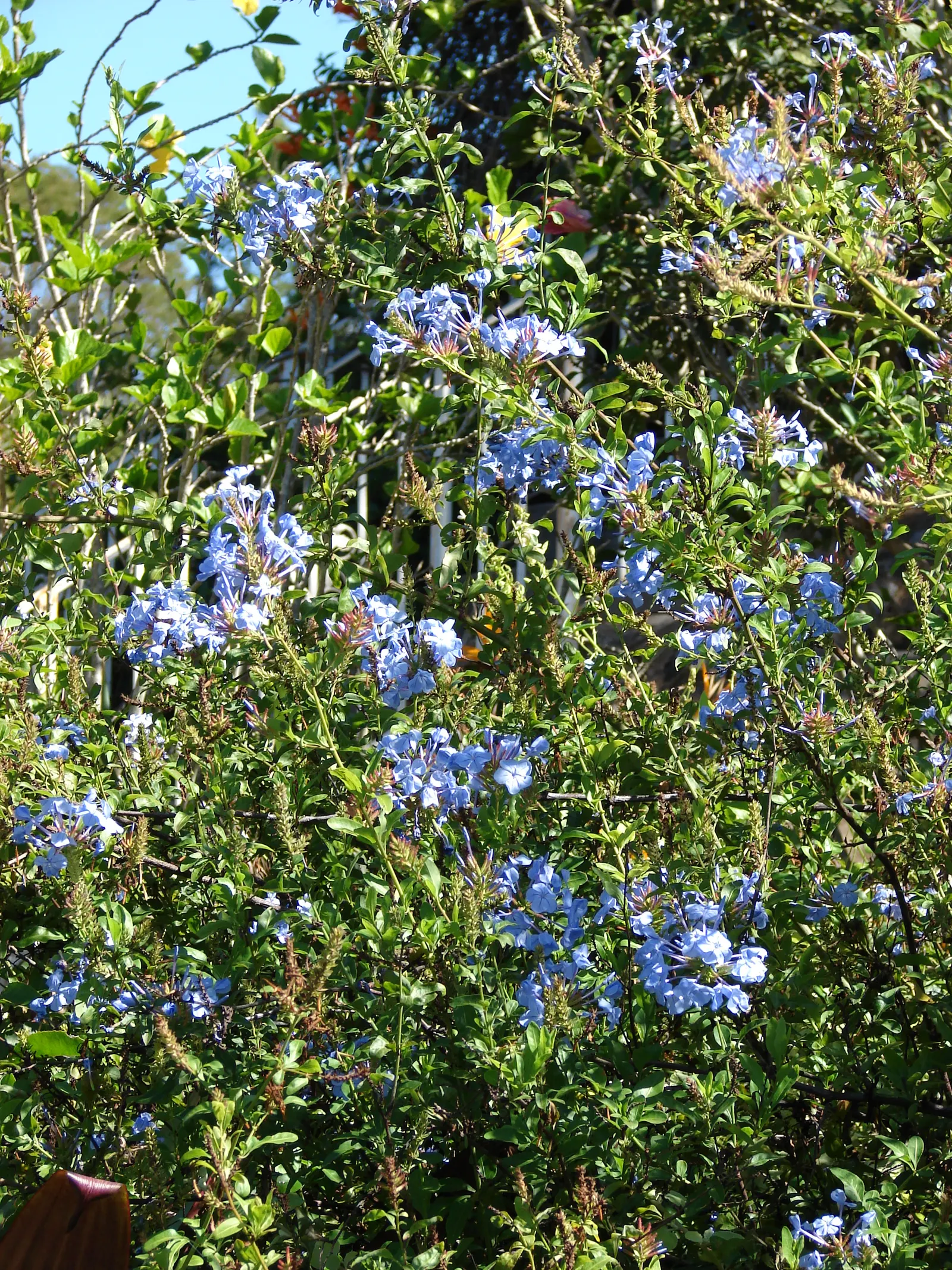 Cape Plumbago (Plumbago Auriculata) — offer a true spectacle of color; hardy in USDA zones 9-11, it enjoys full sun to partial shade, and requires, image 114