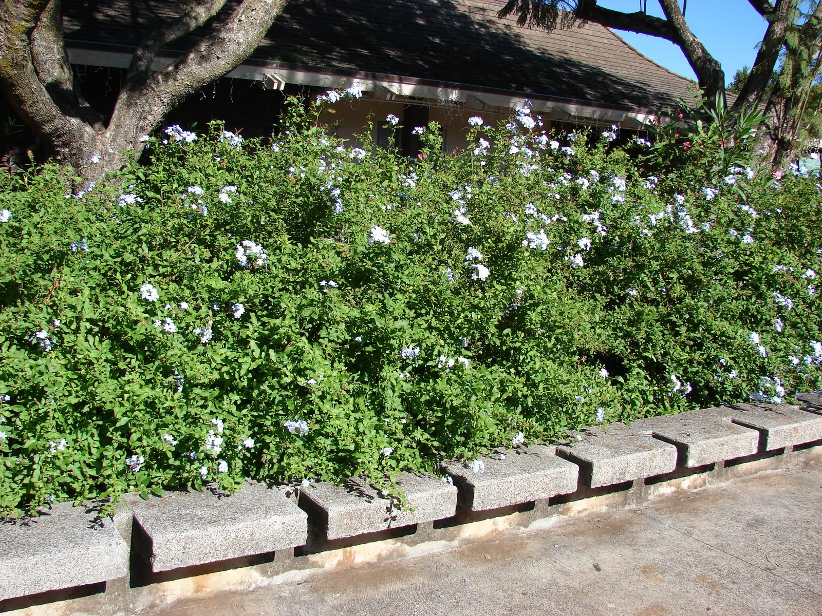 Cape Plumbago (Plumbago Auriculata) — presents an enchanting addition to any landscape design with its vibrant blue blossoms and lush foliage, image 57