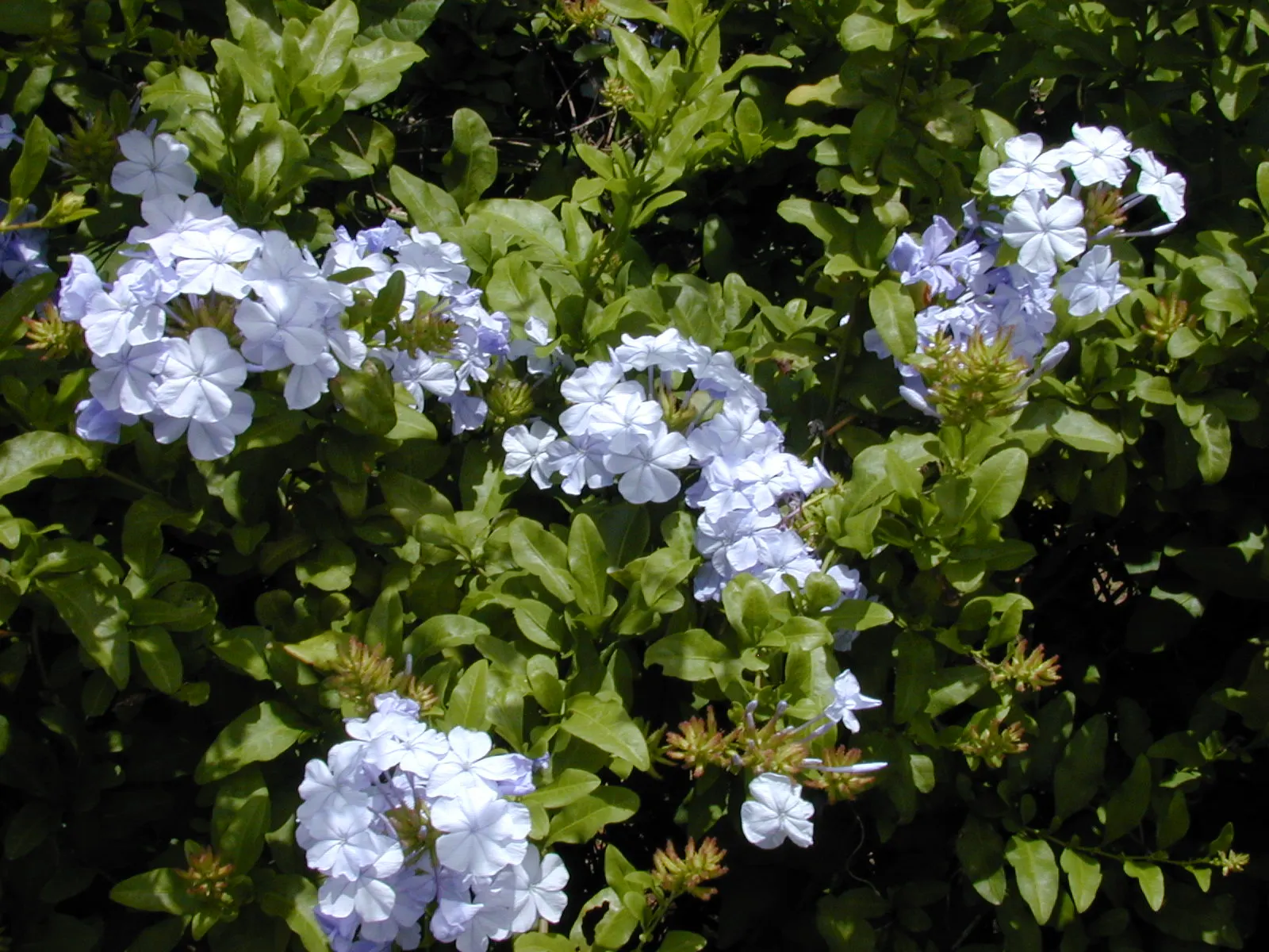 Cape Plumbago (Plumbago Auriculata) — blue flowers in the garden; cape Plumbago (Plumbago auriculata)