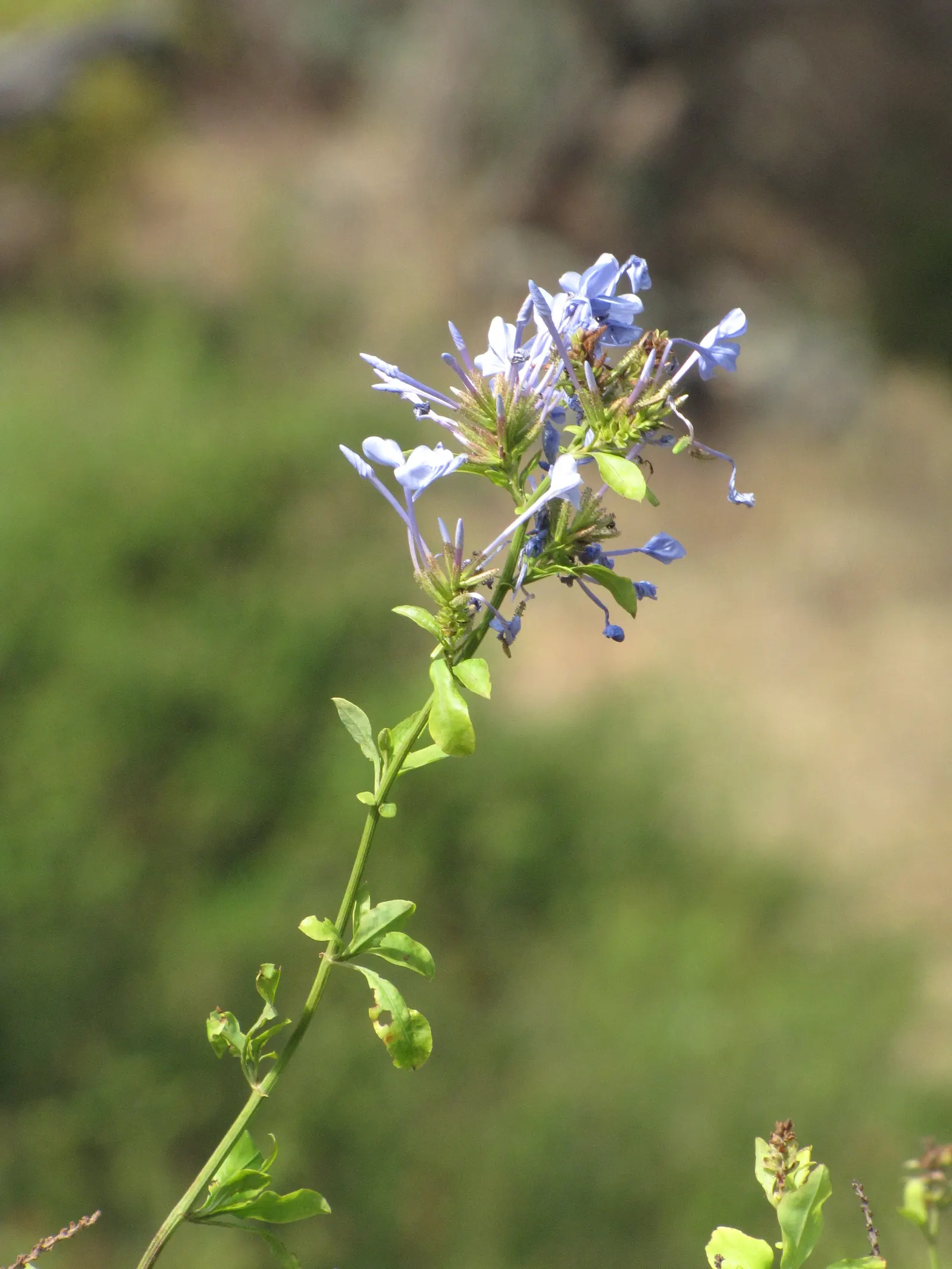 Cape Plumbago (Plumbago Auriculata) — allowing for a flexible use as either a foundation plant; attracting butterflies and other pollinators